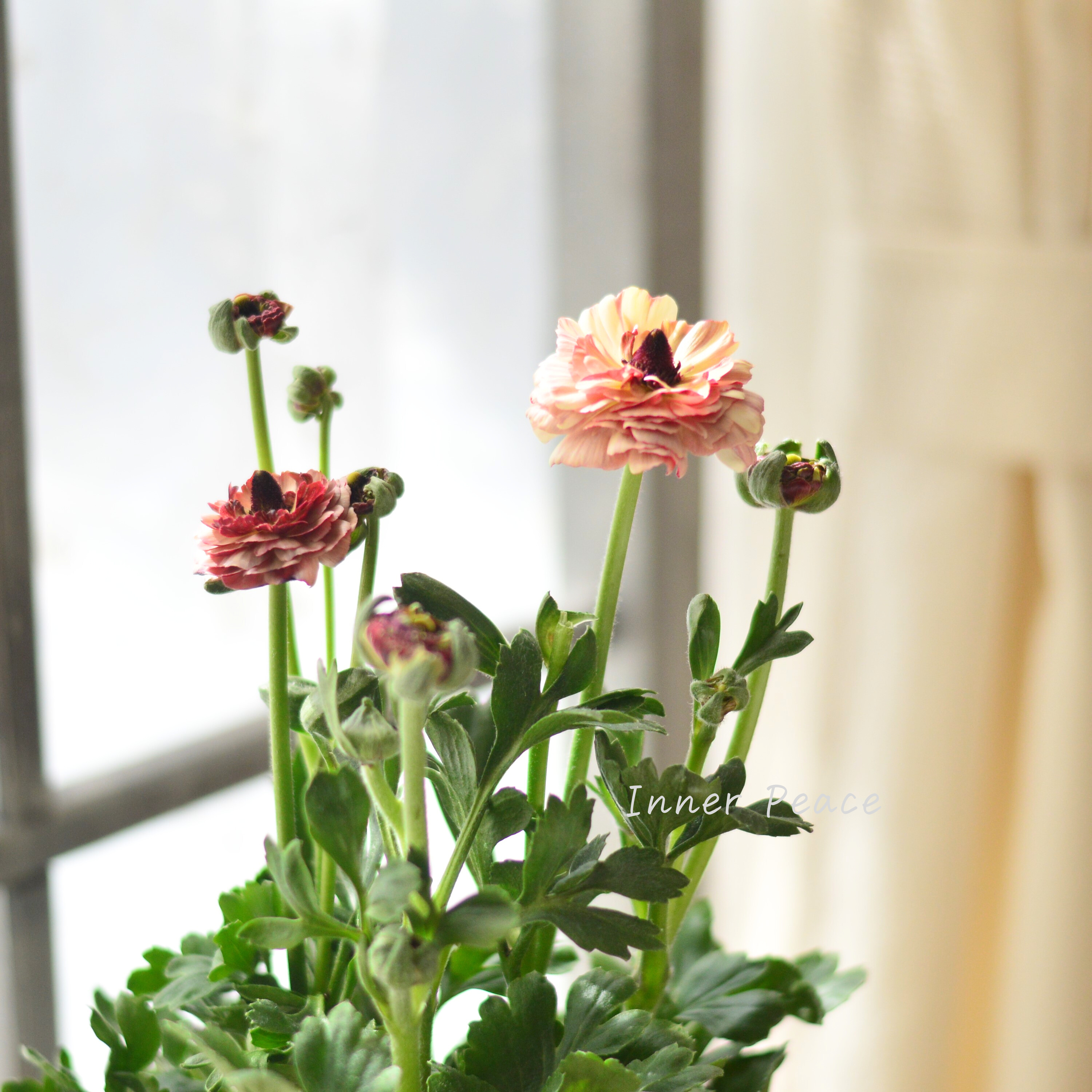 【綾園芸さん育種】 ラナンキュラス 『イカロス・アンティーク系』 4寸ロングPOT