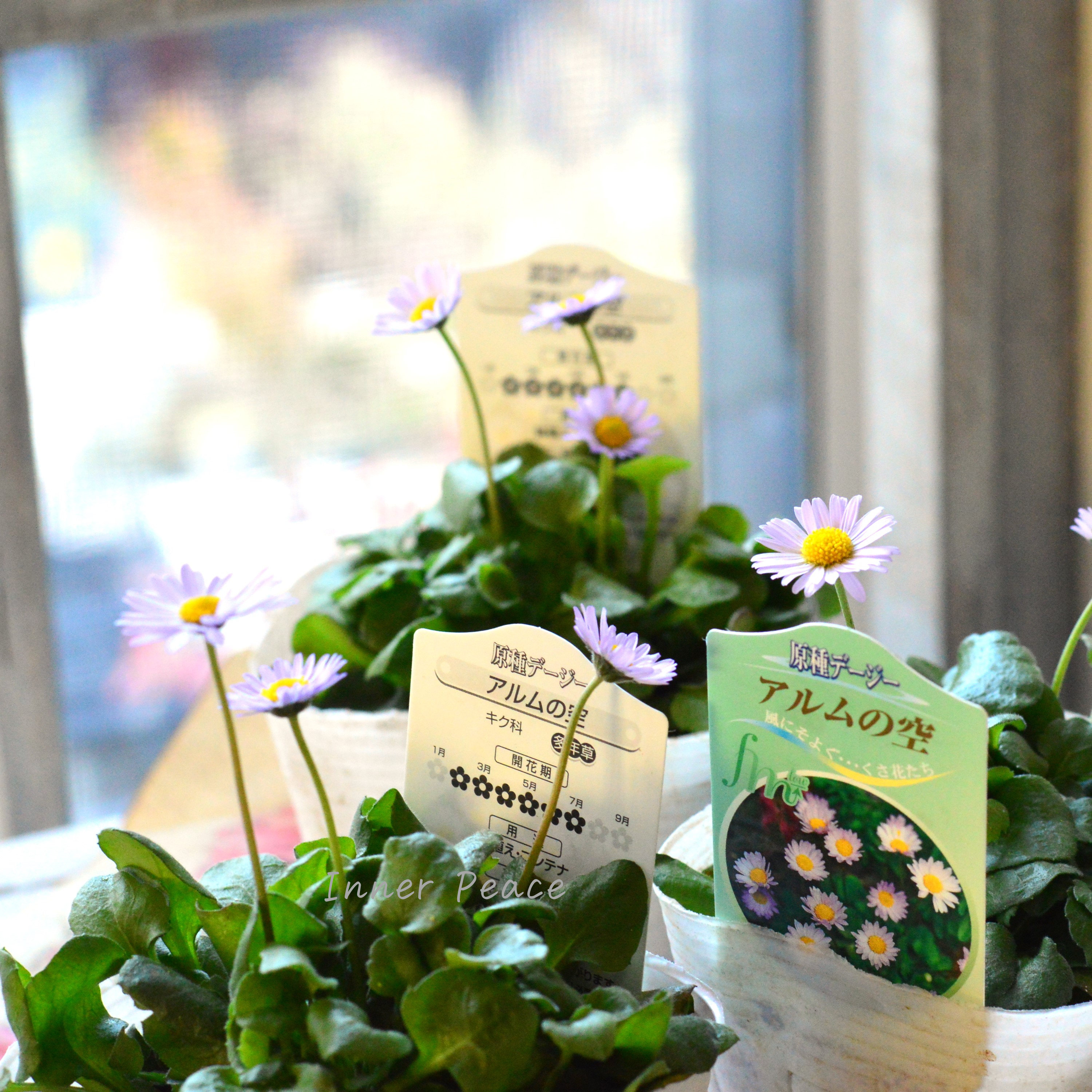 【かわいい】 イングリッシュデージー 『アルムの空』 3寸~3.5寸POT