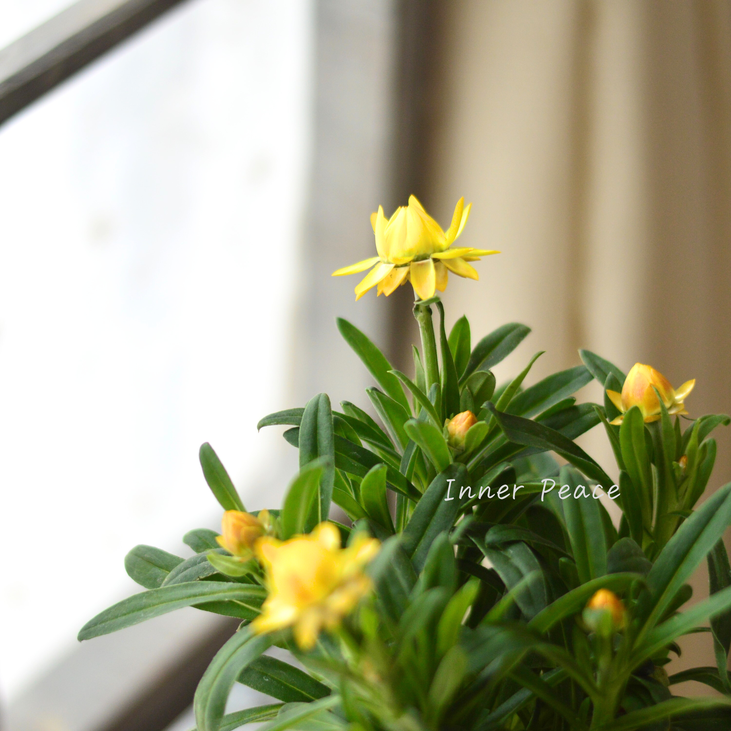 【ユニーク】 ブラクテアンサ(ヘリクリサム) 『モハベ・イエロー』 3.5寸POT