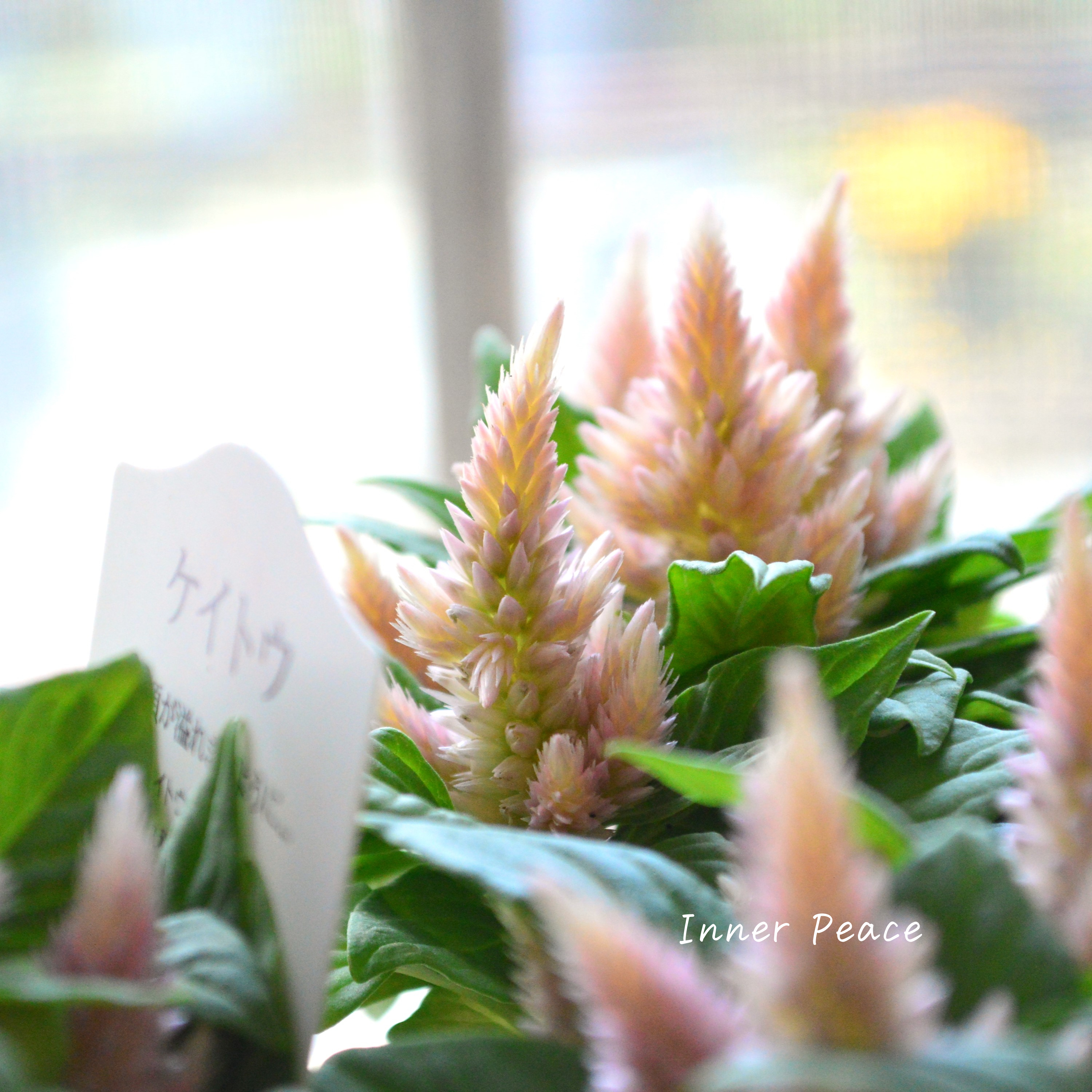 【秋のお花】 ケイトウ(多粒撒き) 『サーモンピンク』 3寸POT