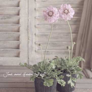 【希少】 スカビオサ 『ピンクレース』 植え込み用 3寸ロングPOT
