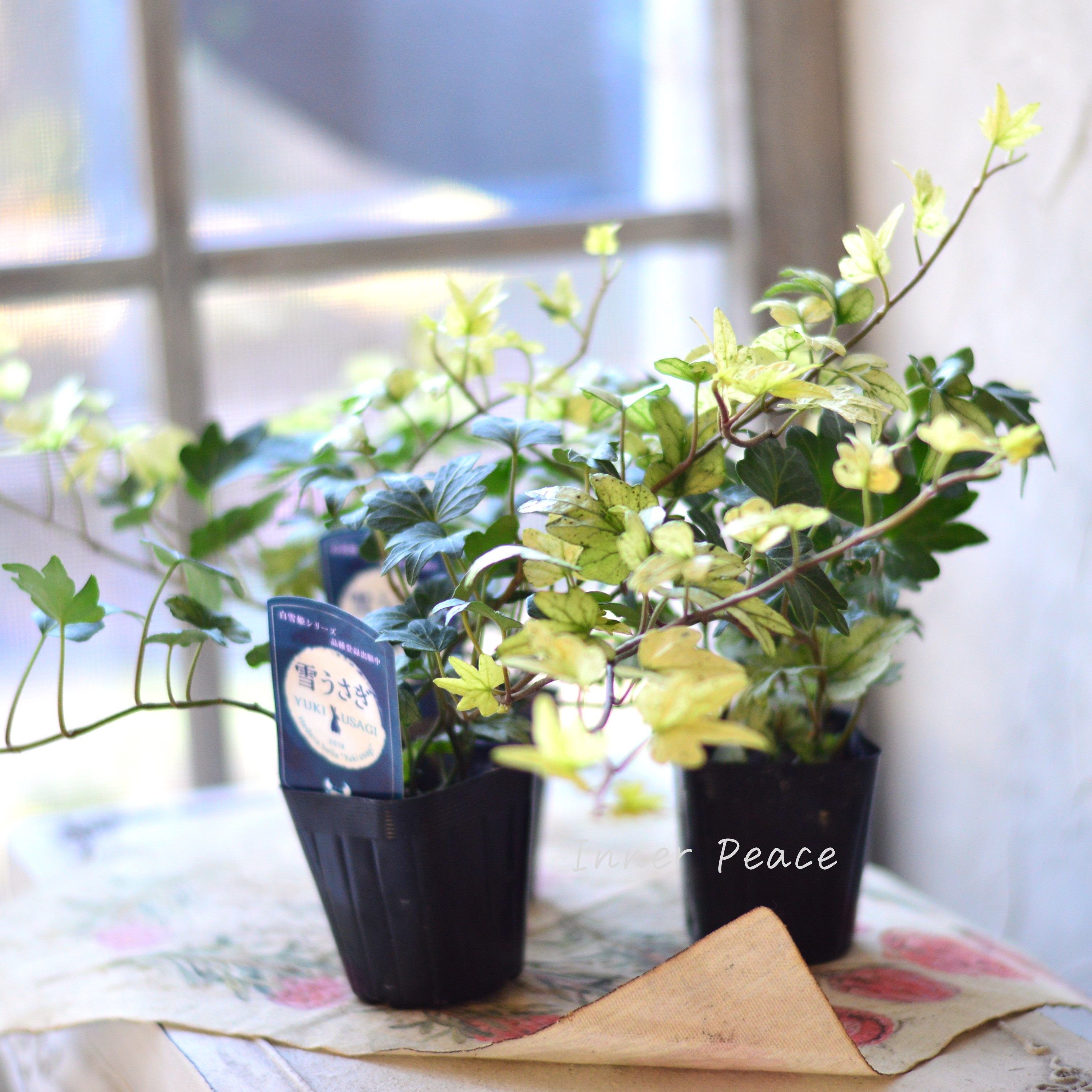 【希少】 ヘデラ 『雪うさぎ』 2.5寸~3寸POT