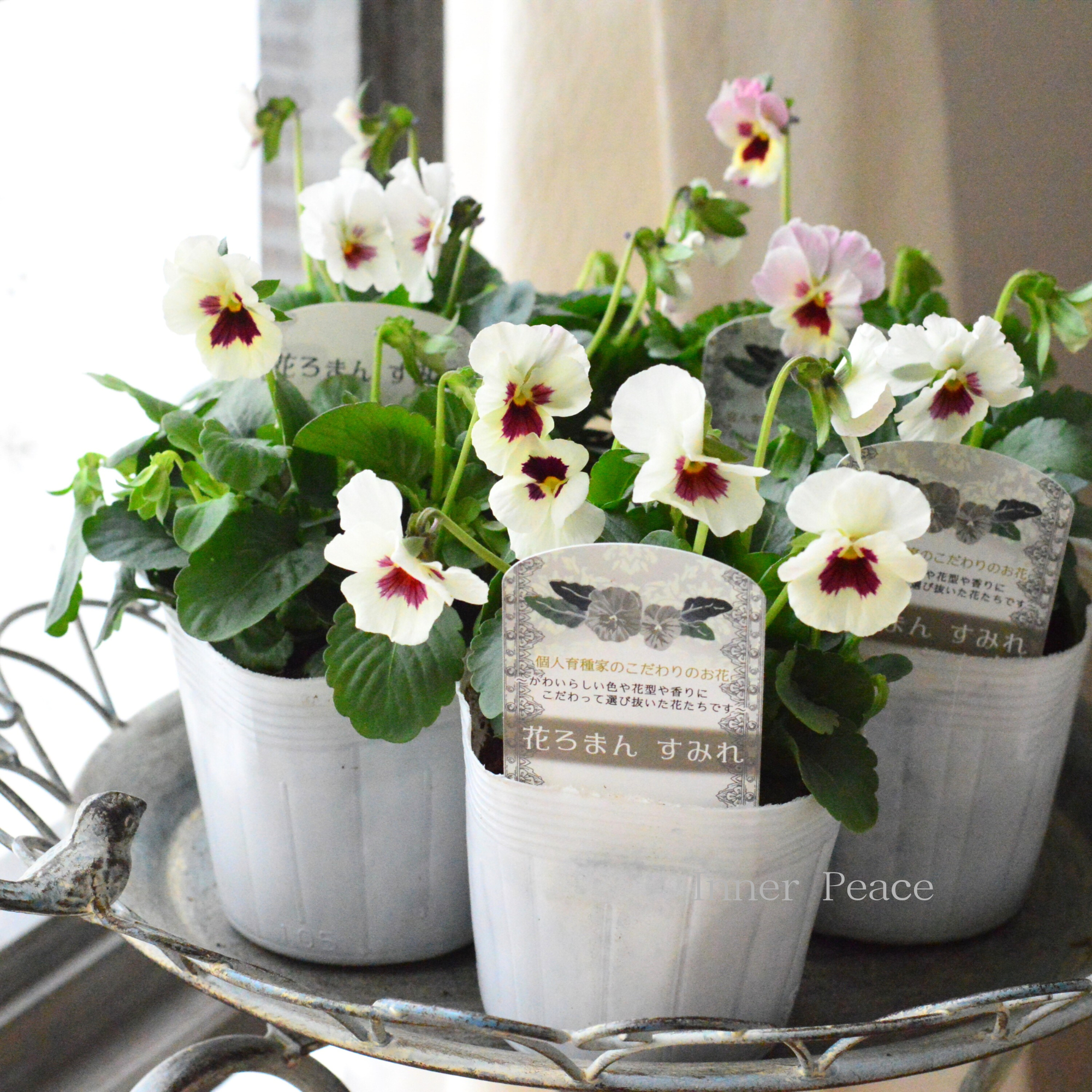 【かわいい】 パンジー すみれ 花ろまん『雪うさぎ』 3.5寸POT