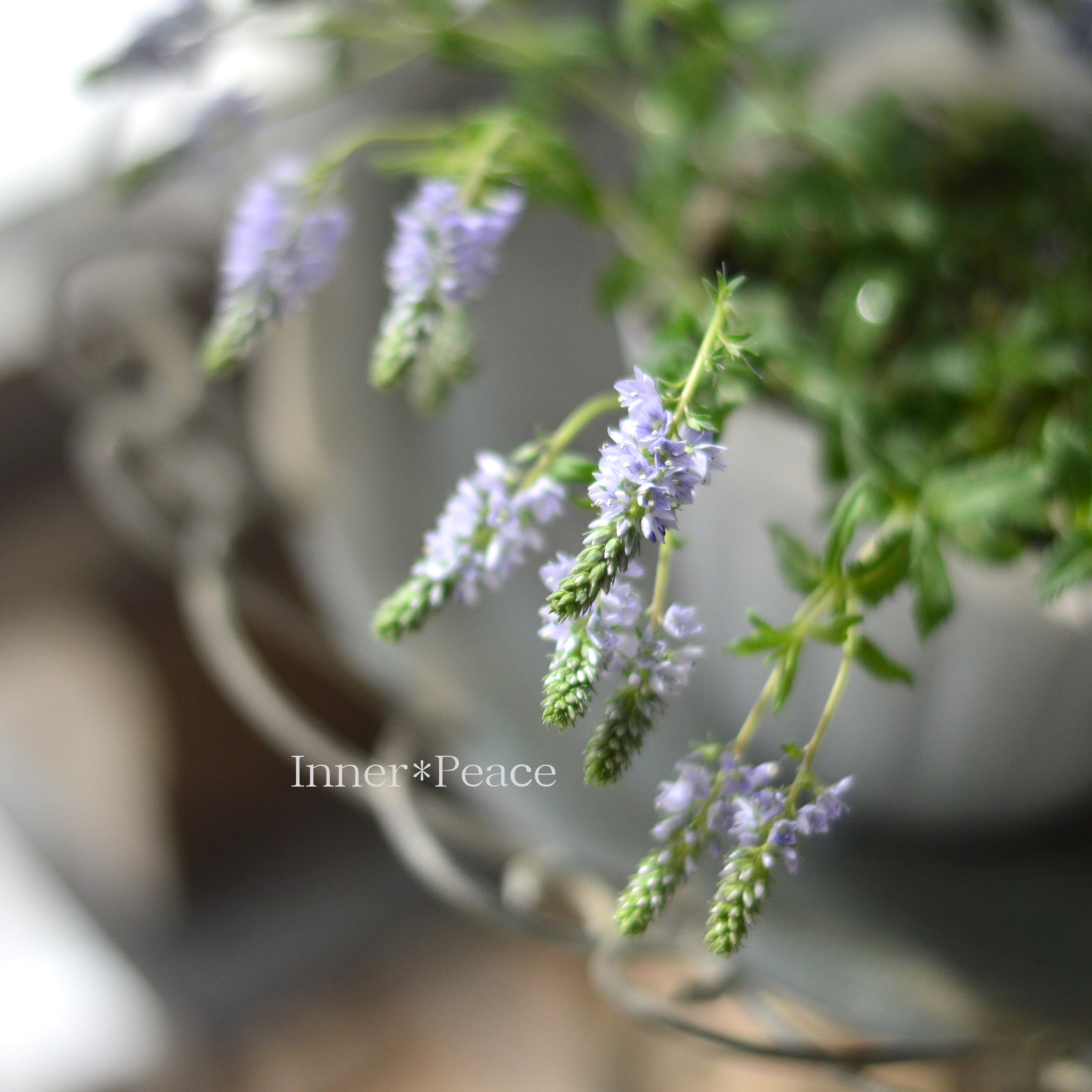 【宿根】 ベロニカ 『プロストラータ・ネスター』 3.5寸POT