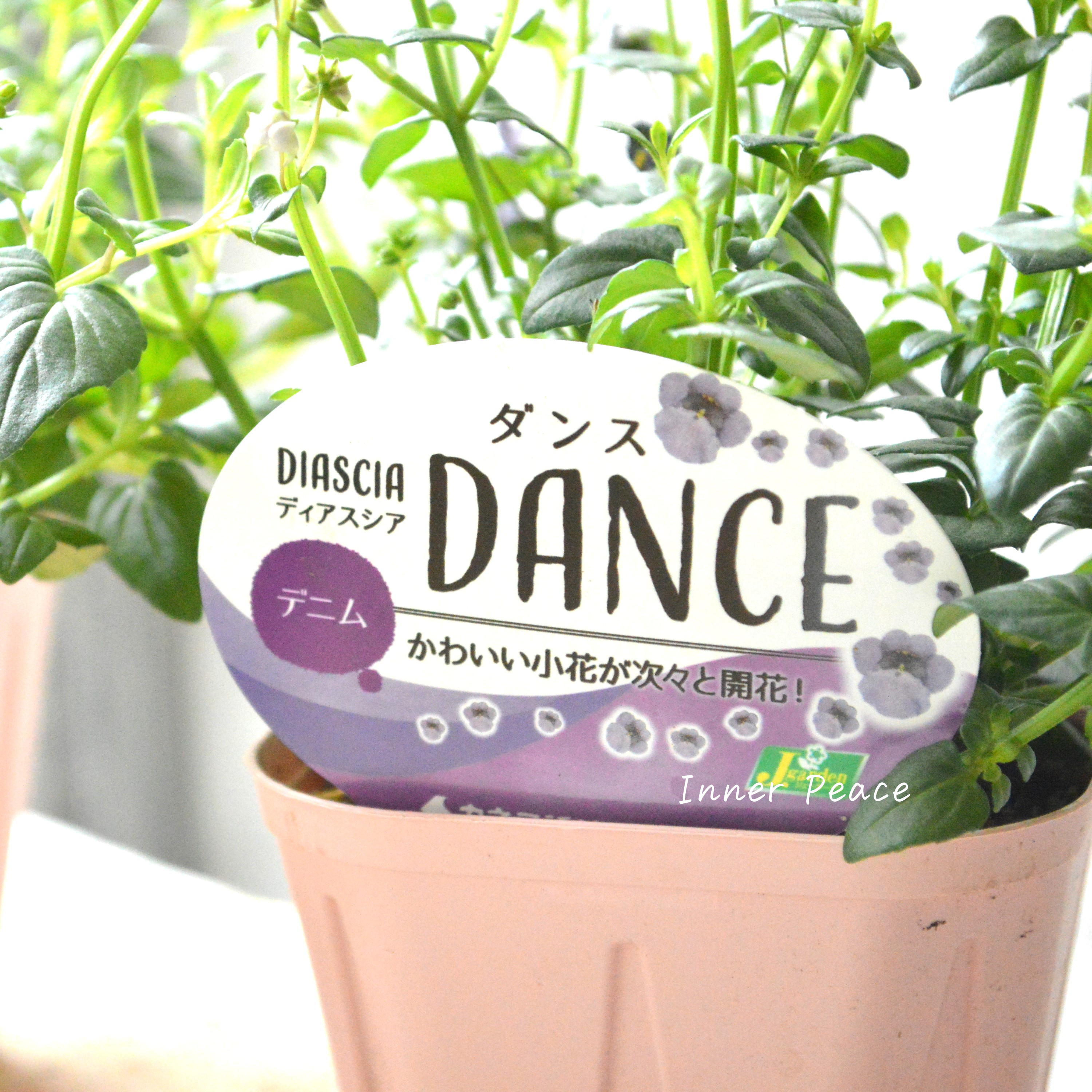 【アンティーク】 ディアスシア 『ダンス・デニム』 3.5寸POT