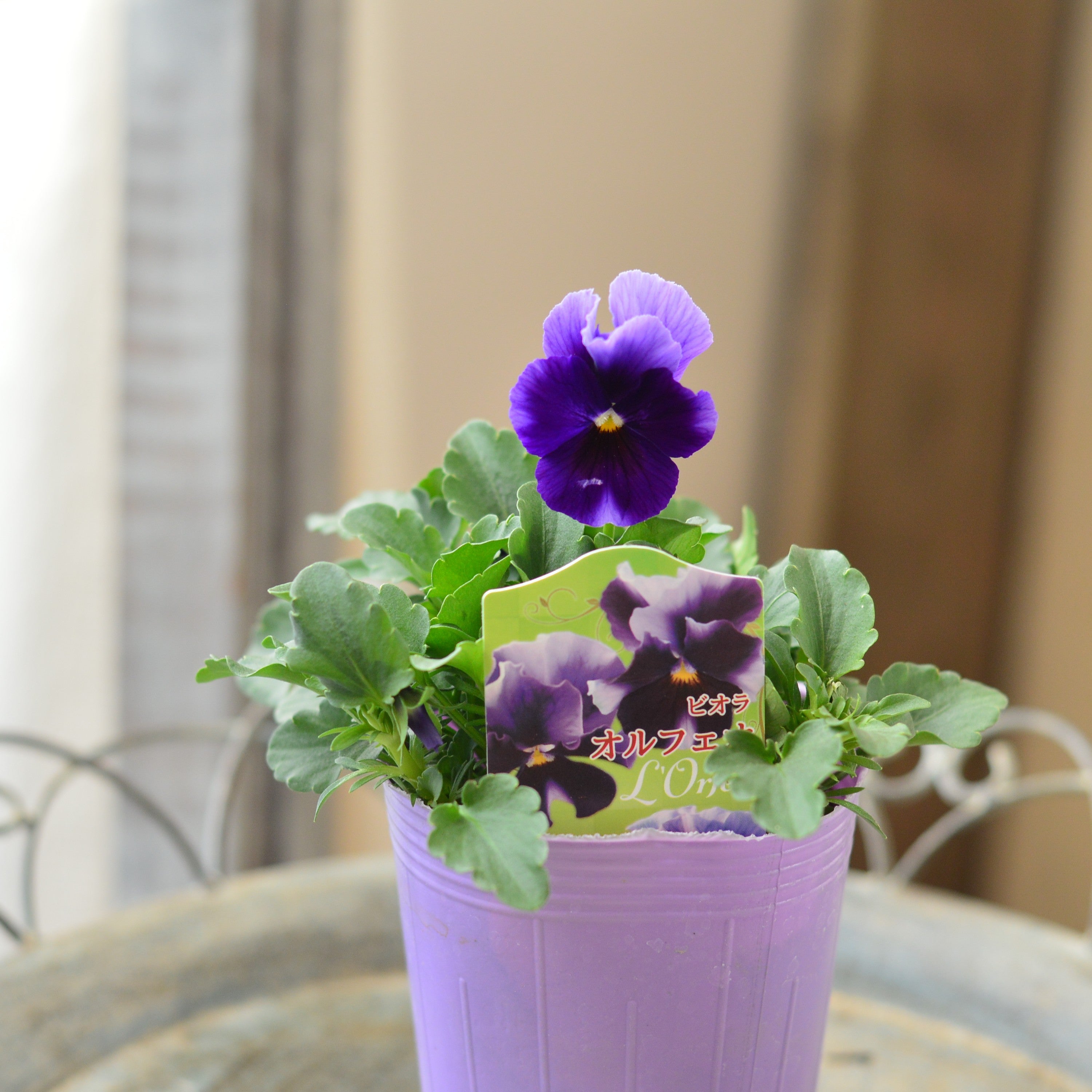 【花夢園芸さん】 ビオラ 『オルフェオ』 3寸ロングPOT