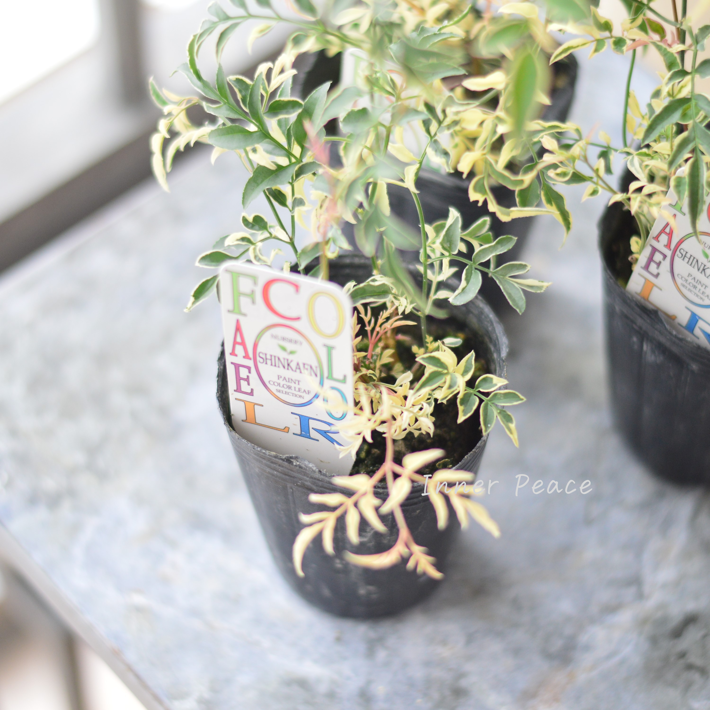 【斑入り】 ハゴロモジャスミン『ミルキーウェイ』 2.5寸~3寸POT