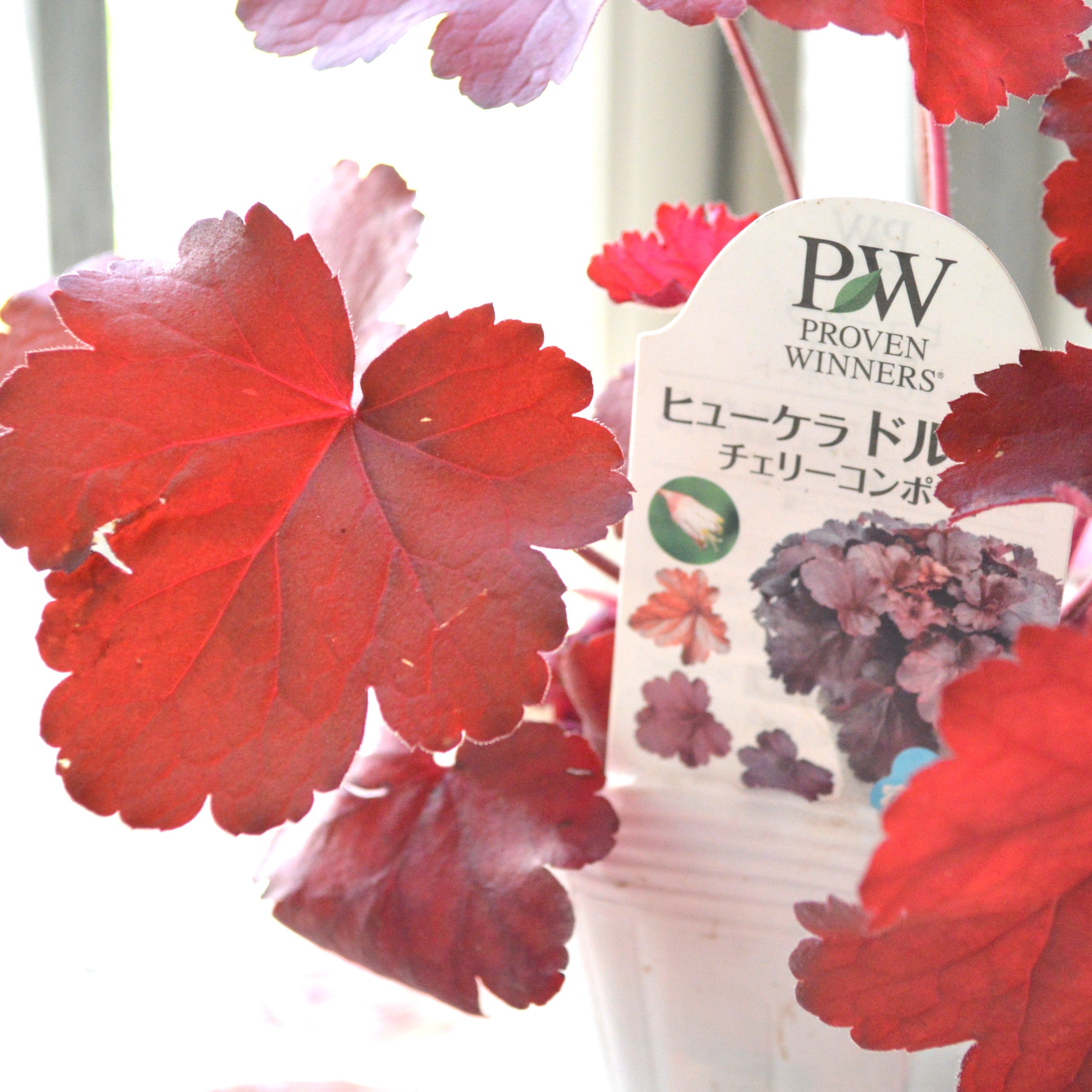 【PW】 ヒューケラ ドルチェ 『チェリーコンポート』 3.5寸POT