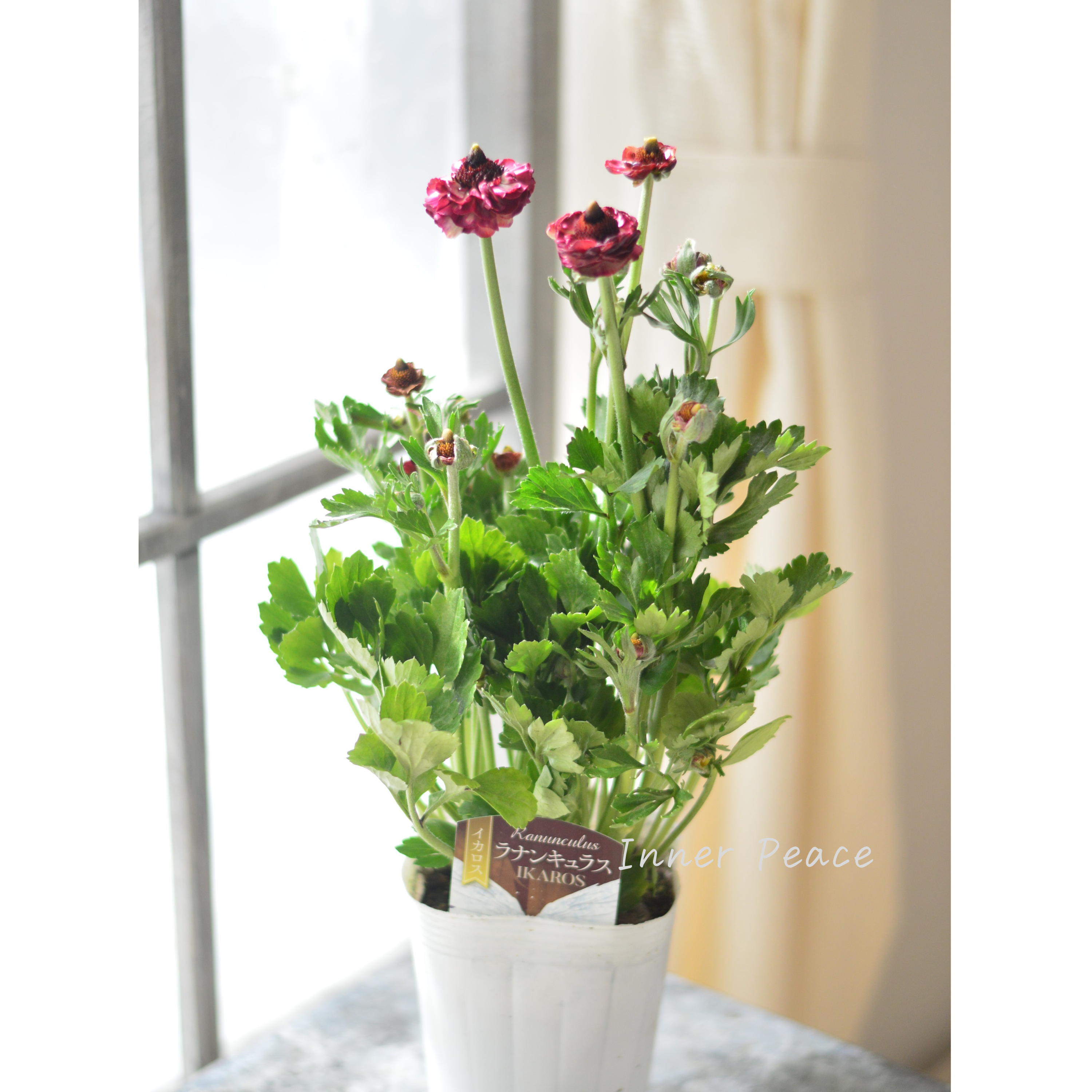 【綾園芸さん育種】 ラナンキュラス 『イカロス・ローズピンク系』 4寸ロングPOT