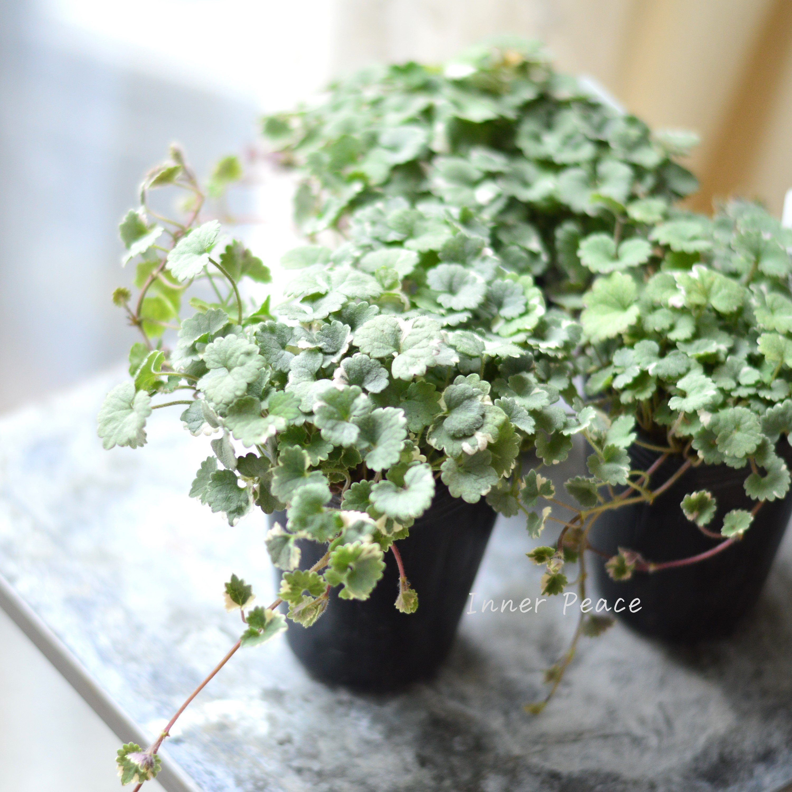 【斑入り】 グレコマ バリエガータ 2.5寸~3寸POT