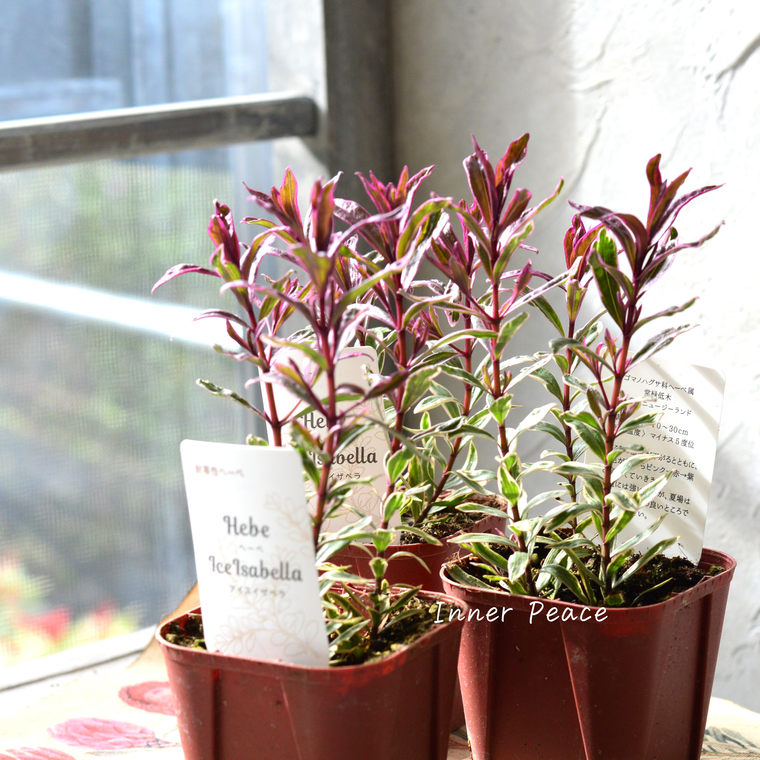 【寄せ植えに】 ヘーベ アイスイザベラ 3寸ロングPOT