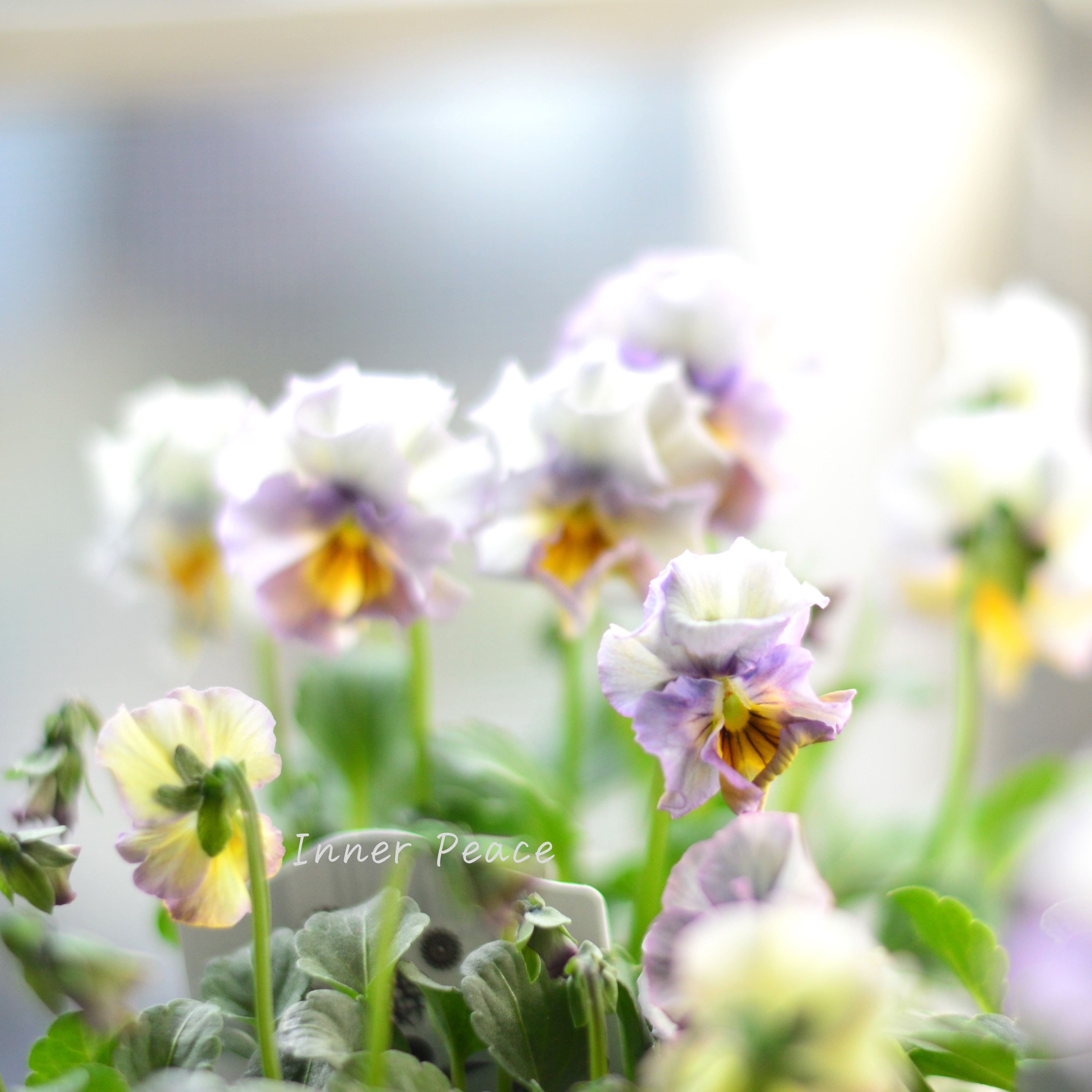 【希少】 ナラティブフラワーズさん試作品ビオラ 3寸ロングPOT