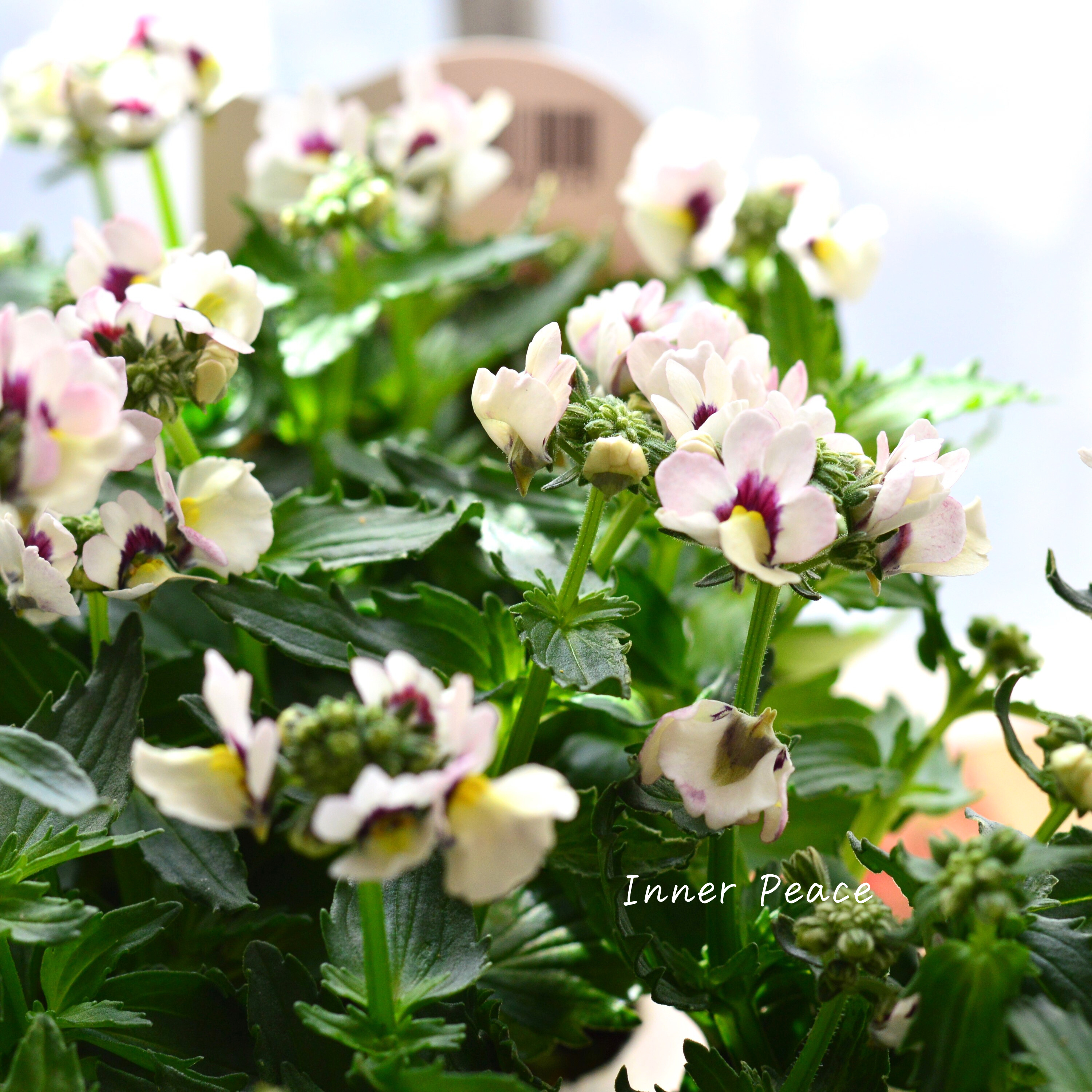 【花芳さん】 ネメシア 『マリー・シェルピーチ』 3.5寸POT