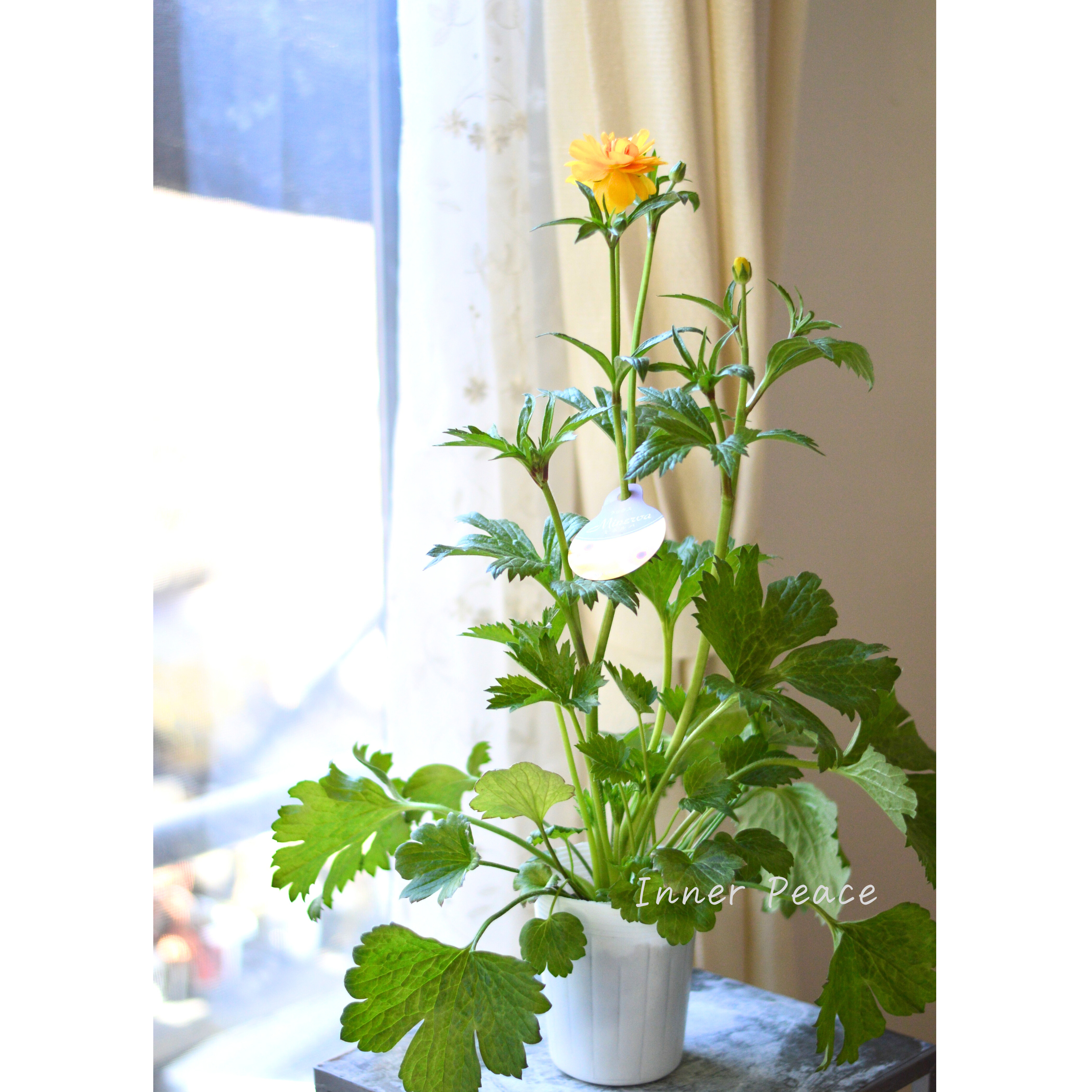 【美しい】 ラナンキュラス・ラックス 『ミネルバ』 4寸POT