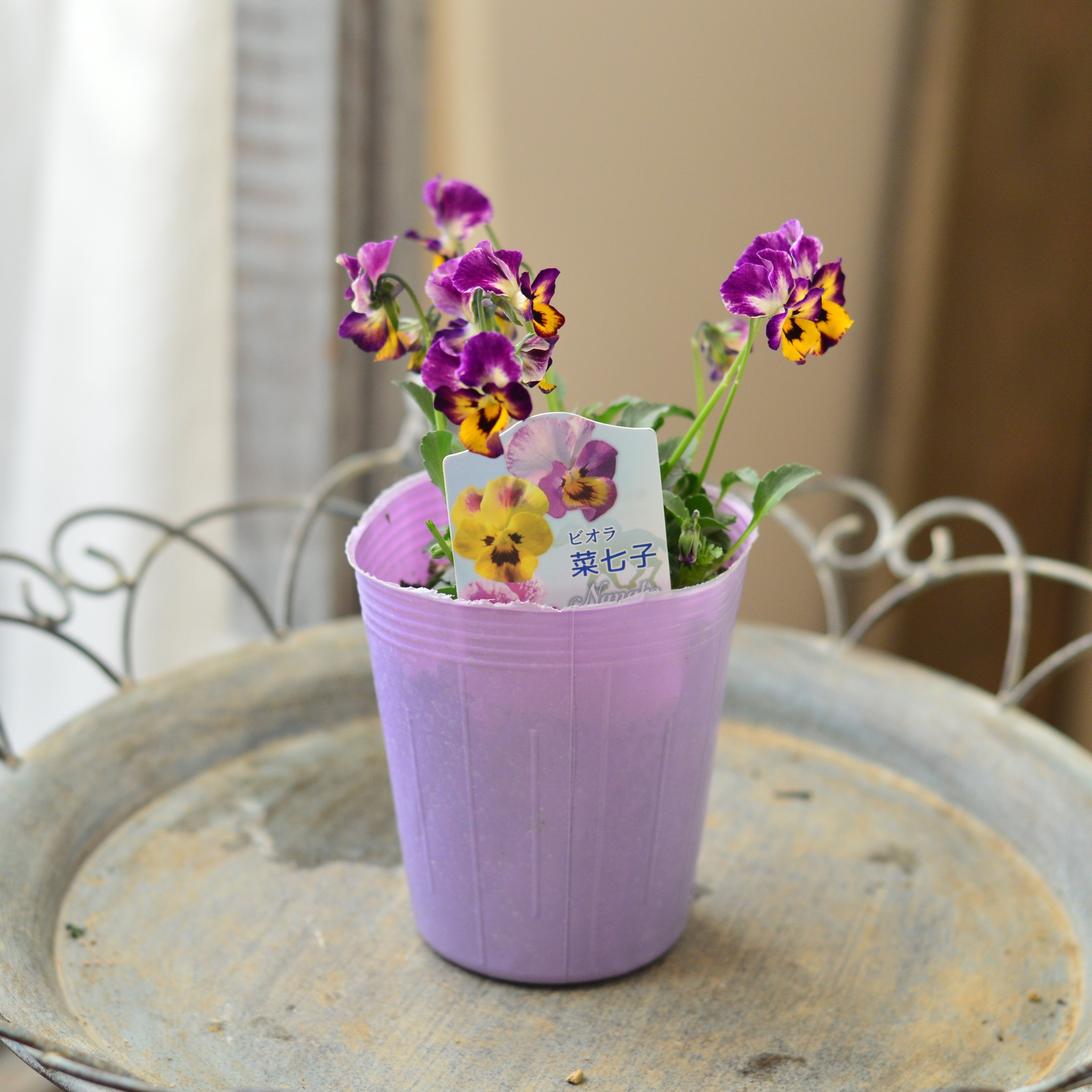 【花夢園芸さん】 ビオラ 『菜七子』 3寸ロングPOT