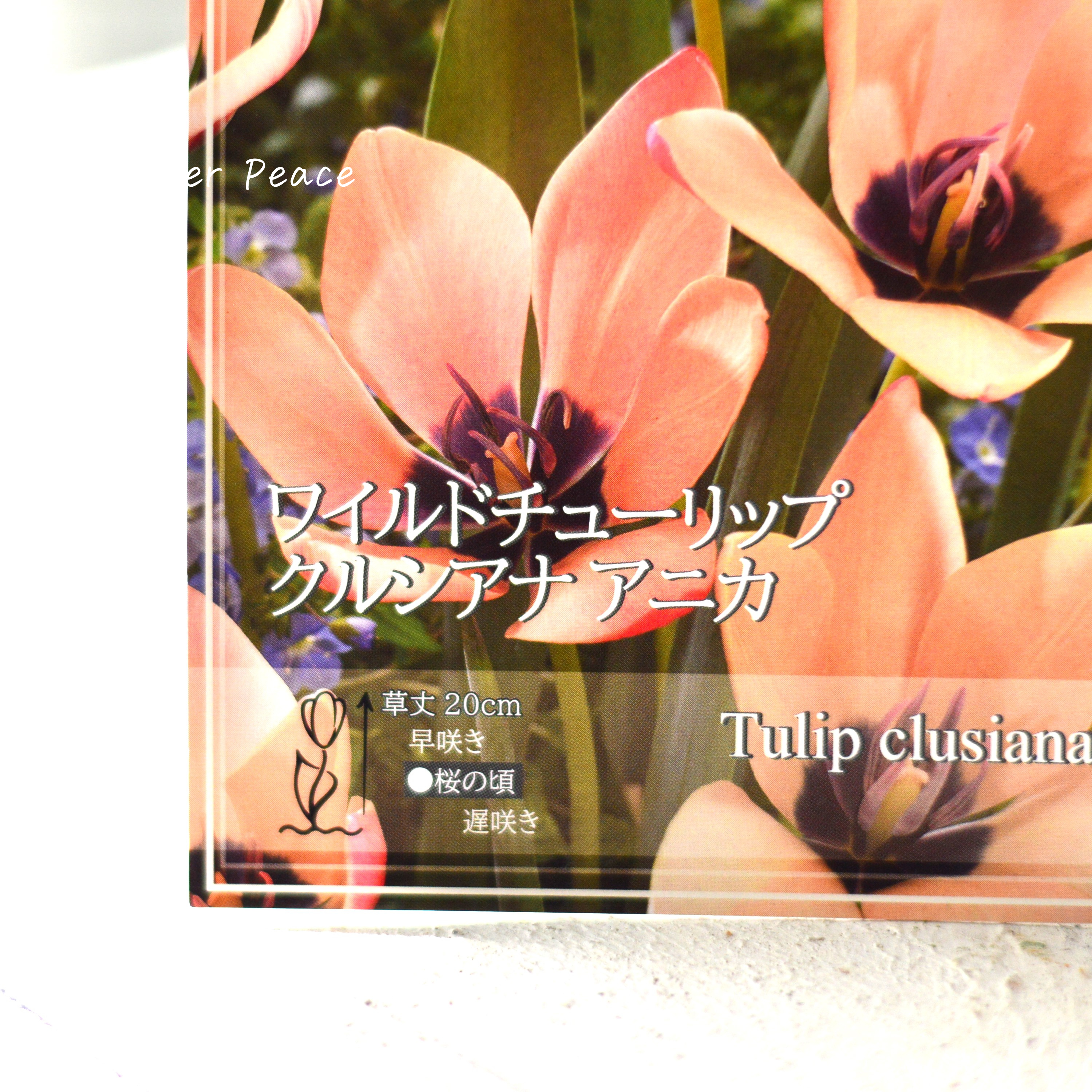 【球根】ワイルドチューリップ 『クルシアナ アニカ』 5球入り