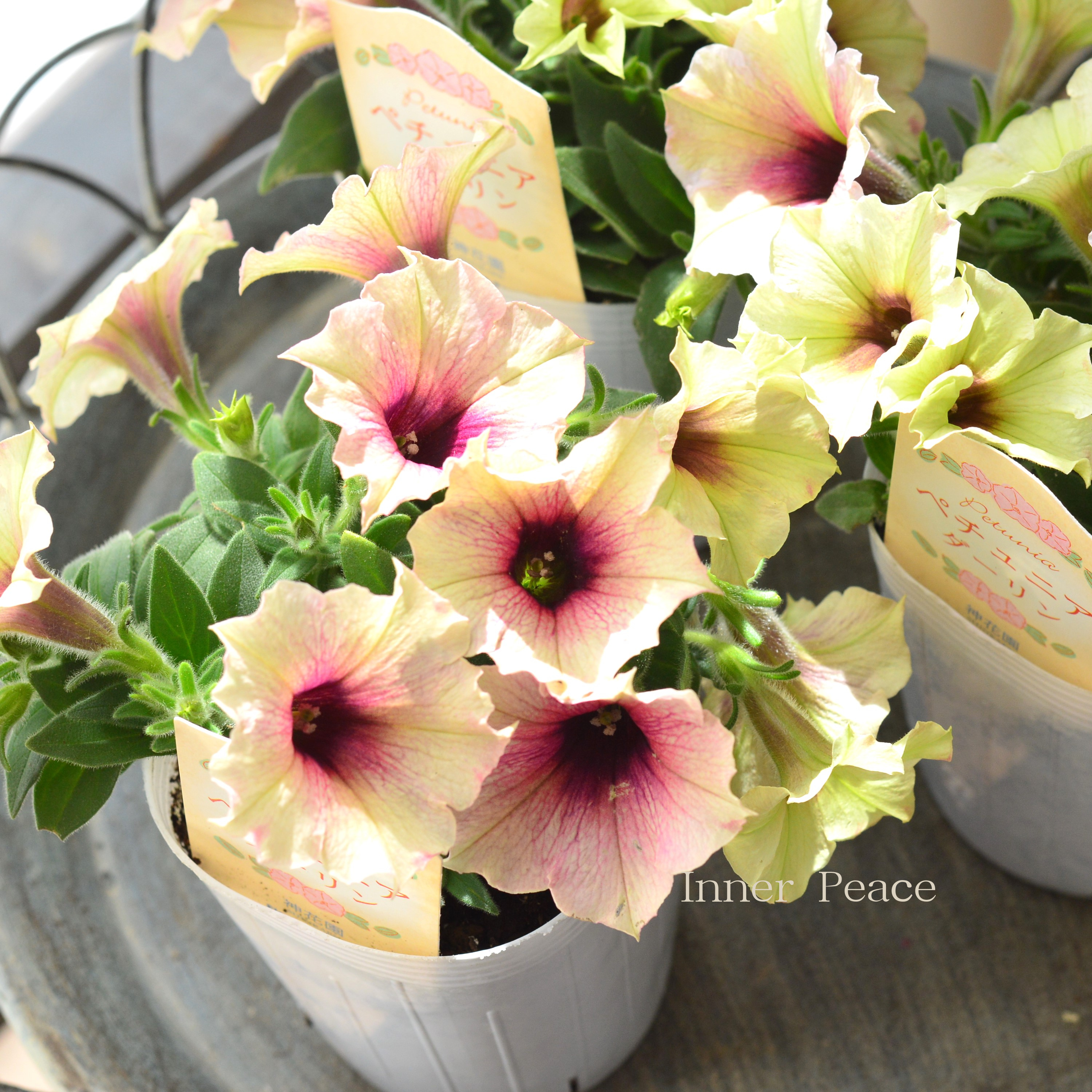 【神花園さん】 ペチュニア 『ダーリン』 3寸ロングPOT