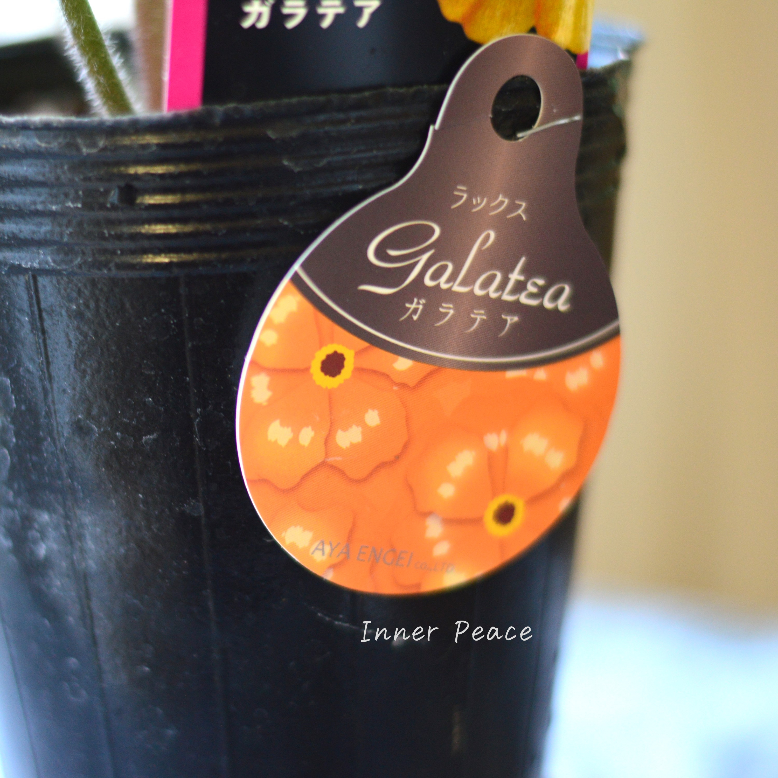 【美しい】 ラナンキュラス・ラックス 『ガラテア』 4寸POT