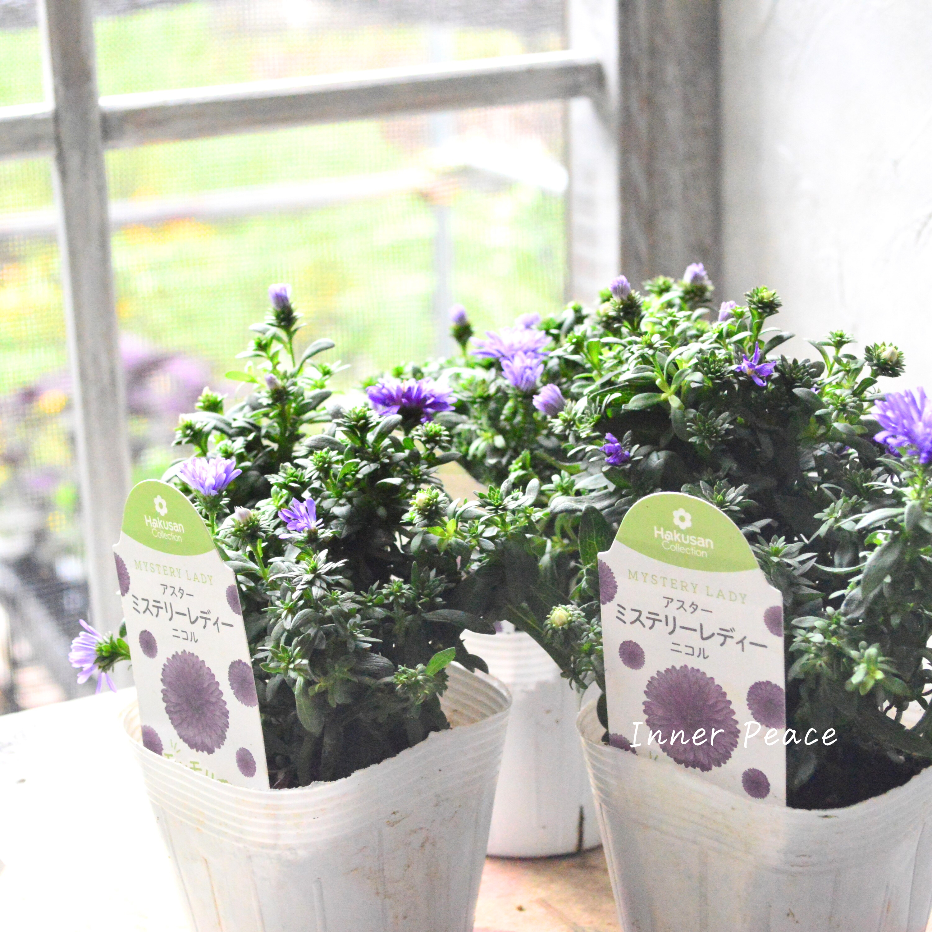 【寒さに強い】アスター 『ミステリーレディ・ニコル』 3.5寸POT