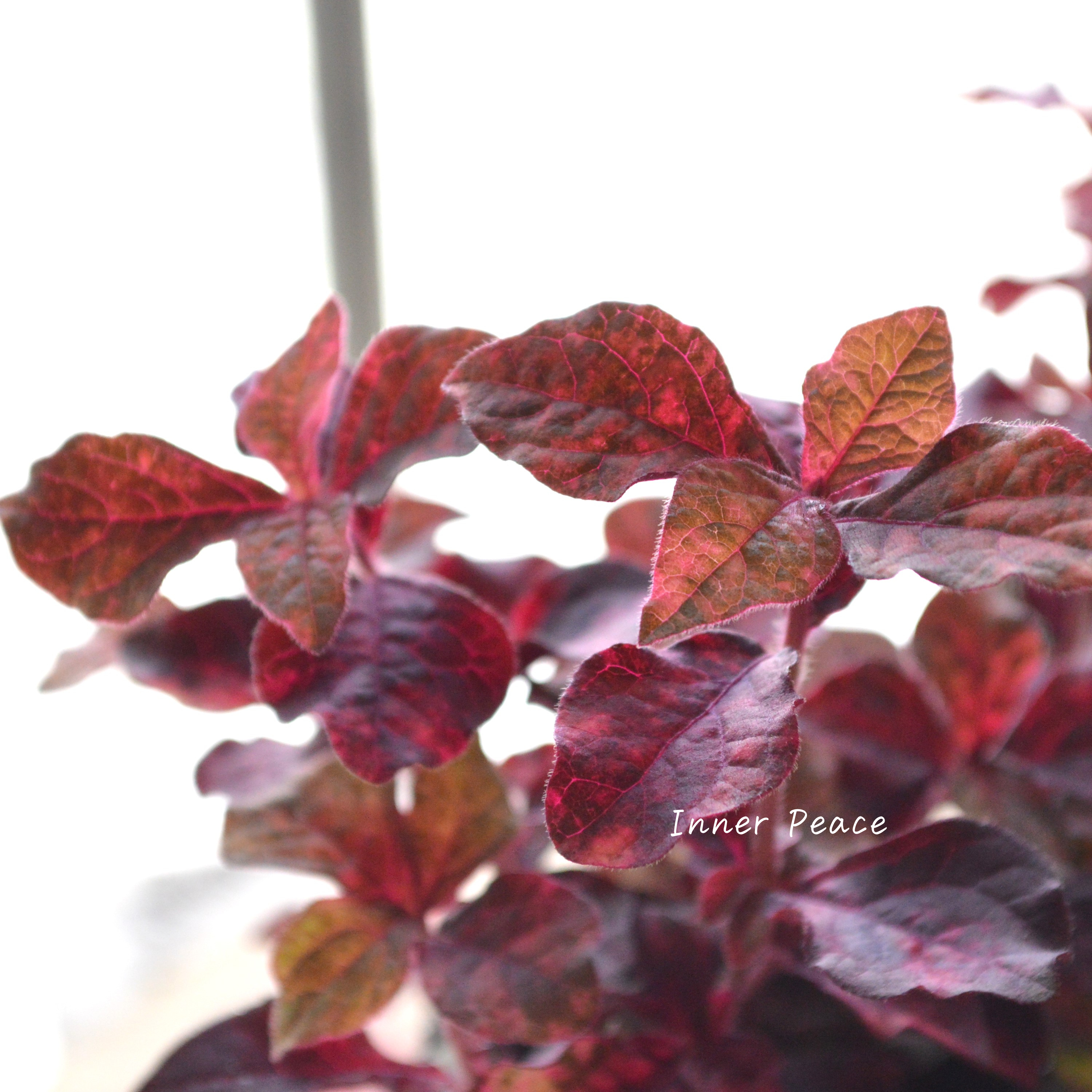 【美しい】アルテルナンテラ『マーブルクイーン』 2.5寸~3寸POT