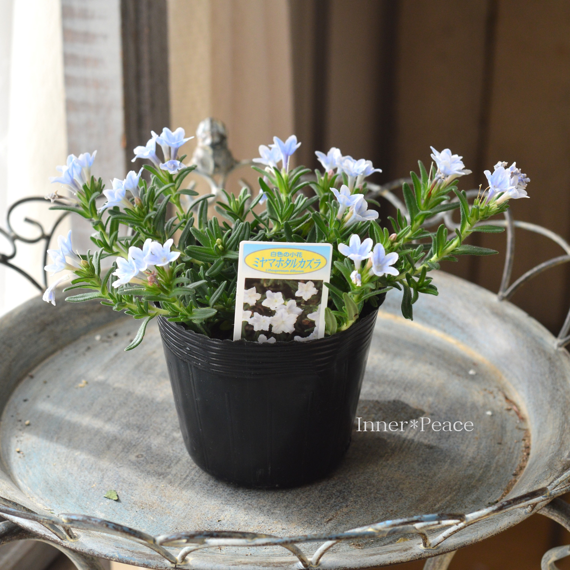 【美しい】 ミヤマホタルカズラ 『リソドラスター』 3.5寸POT