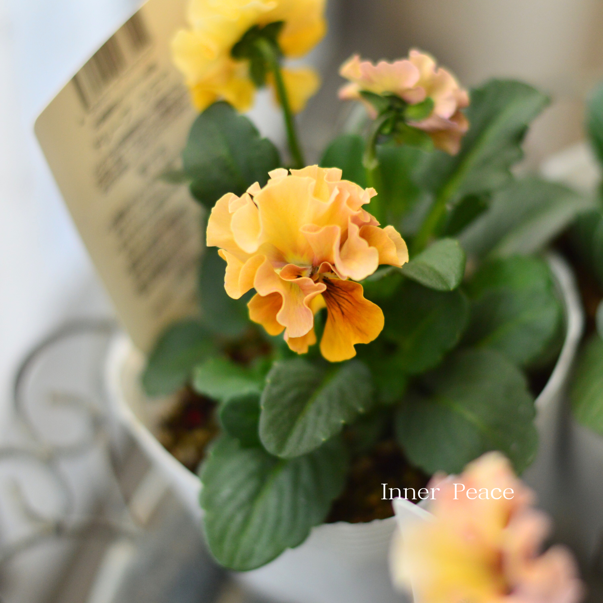 【北島園芸さん】 ビオラ 『ドレープシエナ』 3.5寸POT