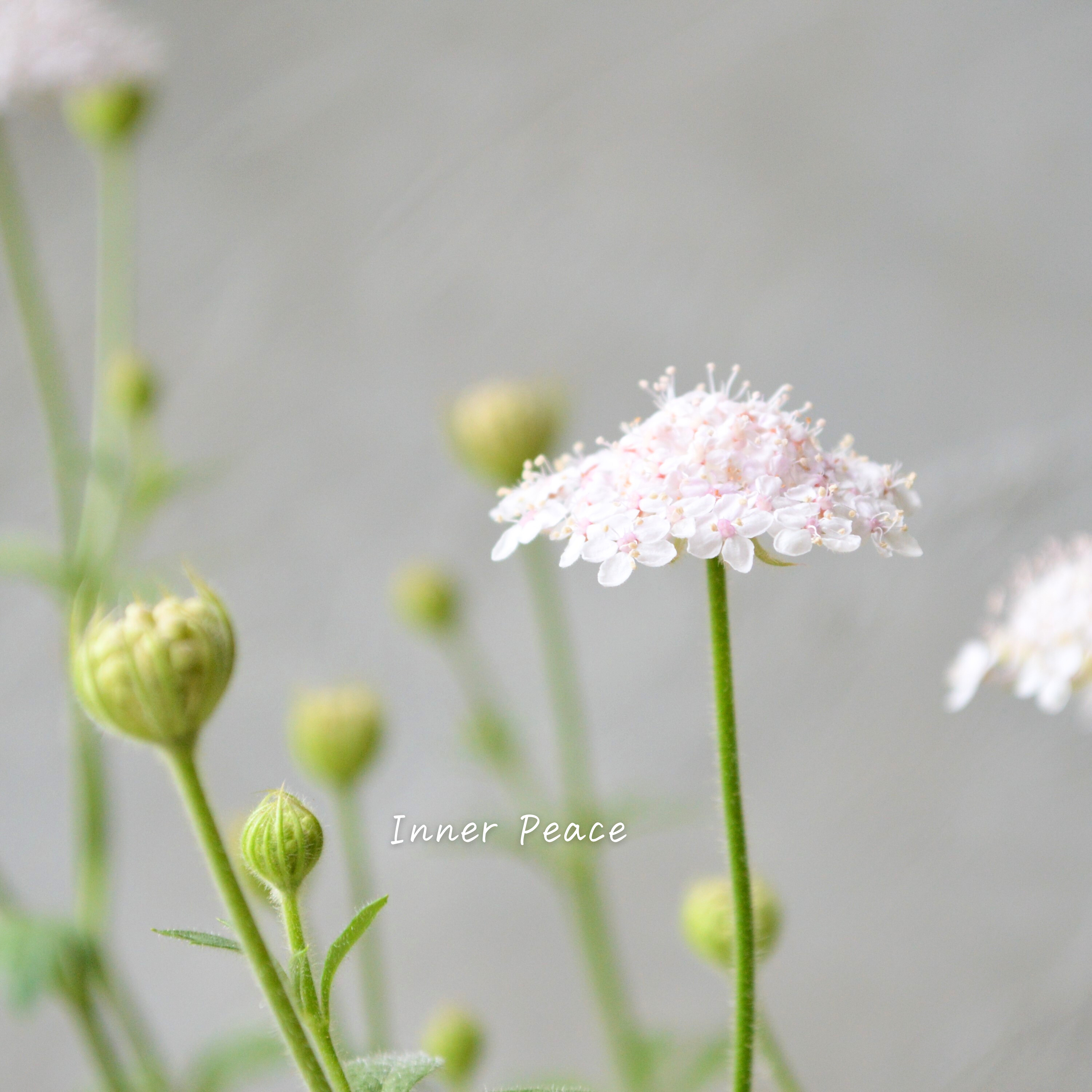 【美しい】 ピンクレースフラワー 3寸POT