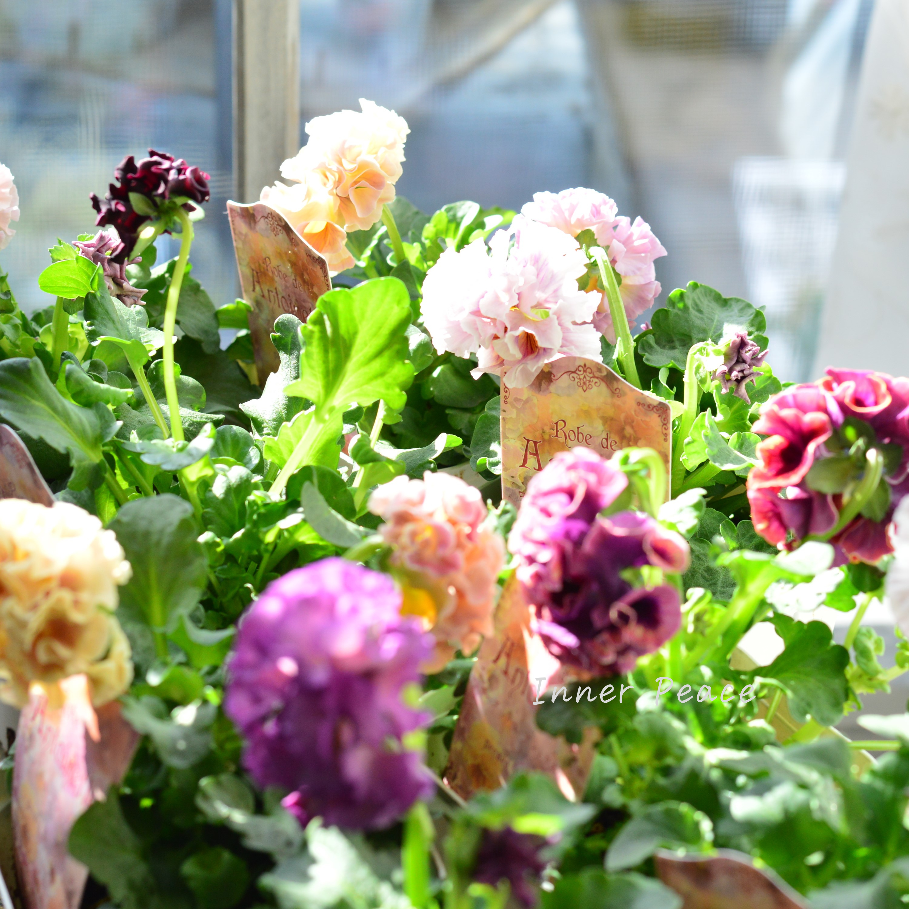 【サトウ園芸さん】 パンジー 『ローブ ドゥ アントワネット』 3.5寸POT