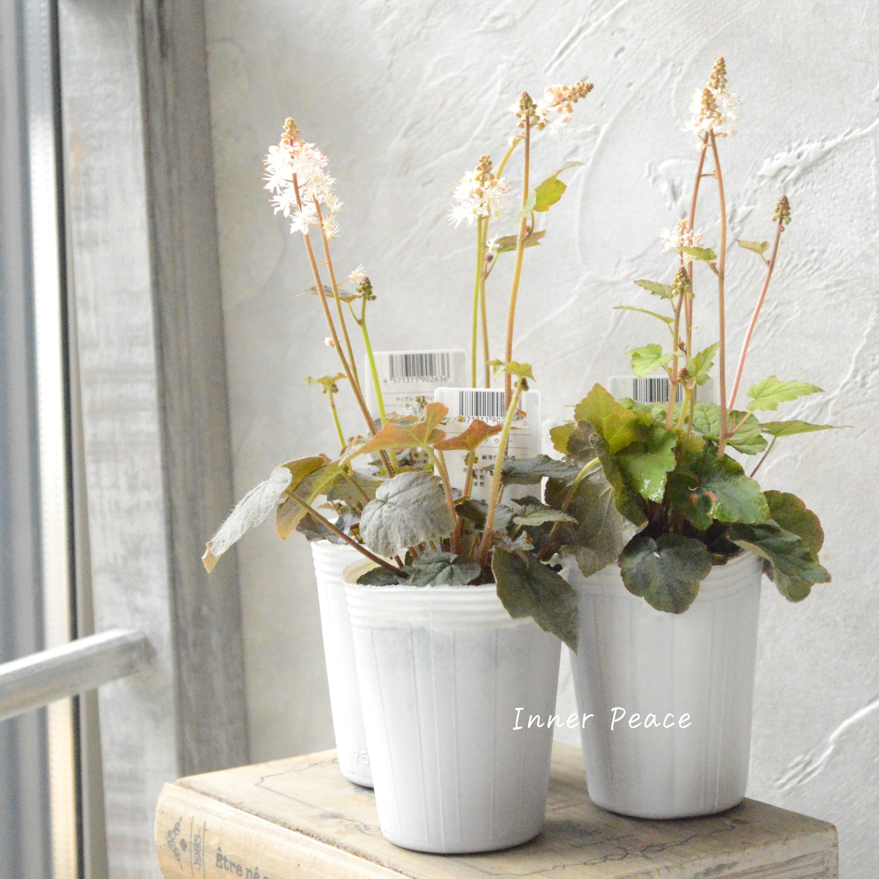 【宿根草】 ティアレラ 『ウィリー』 2.5寸ロングPOT