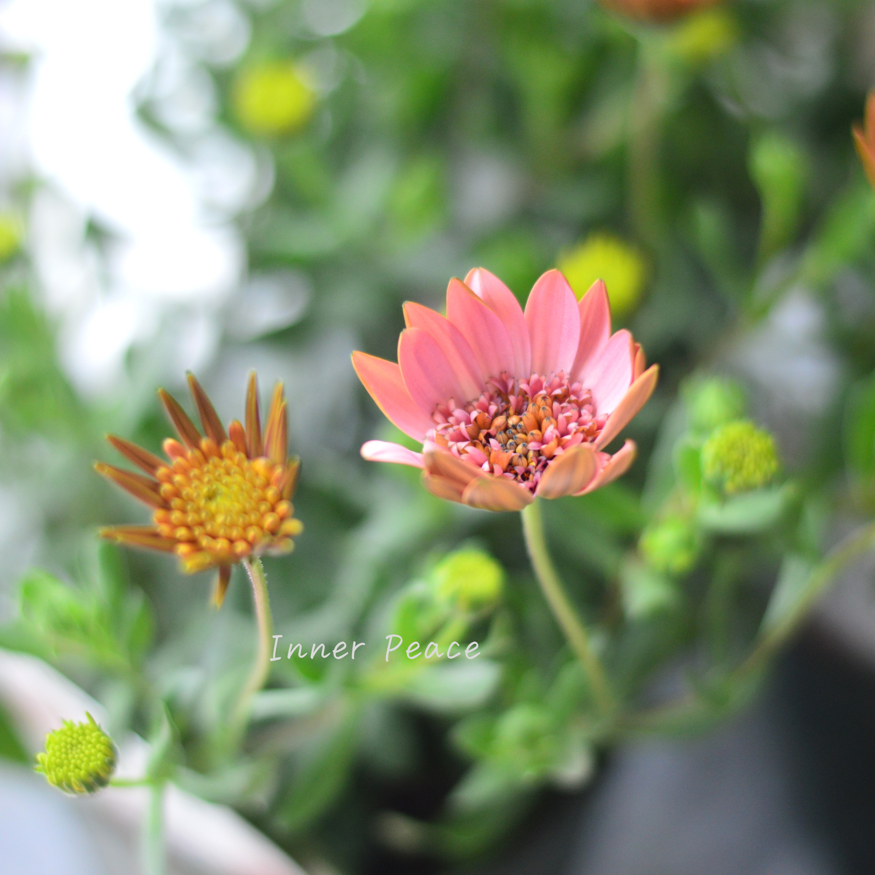 【ゲブラさん】 オステオスペルマム 『桜子』 3.5寸POT