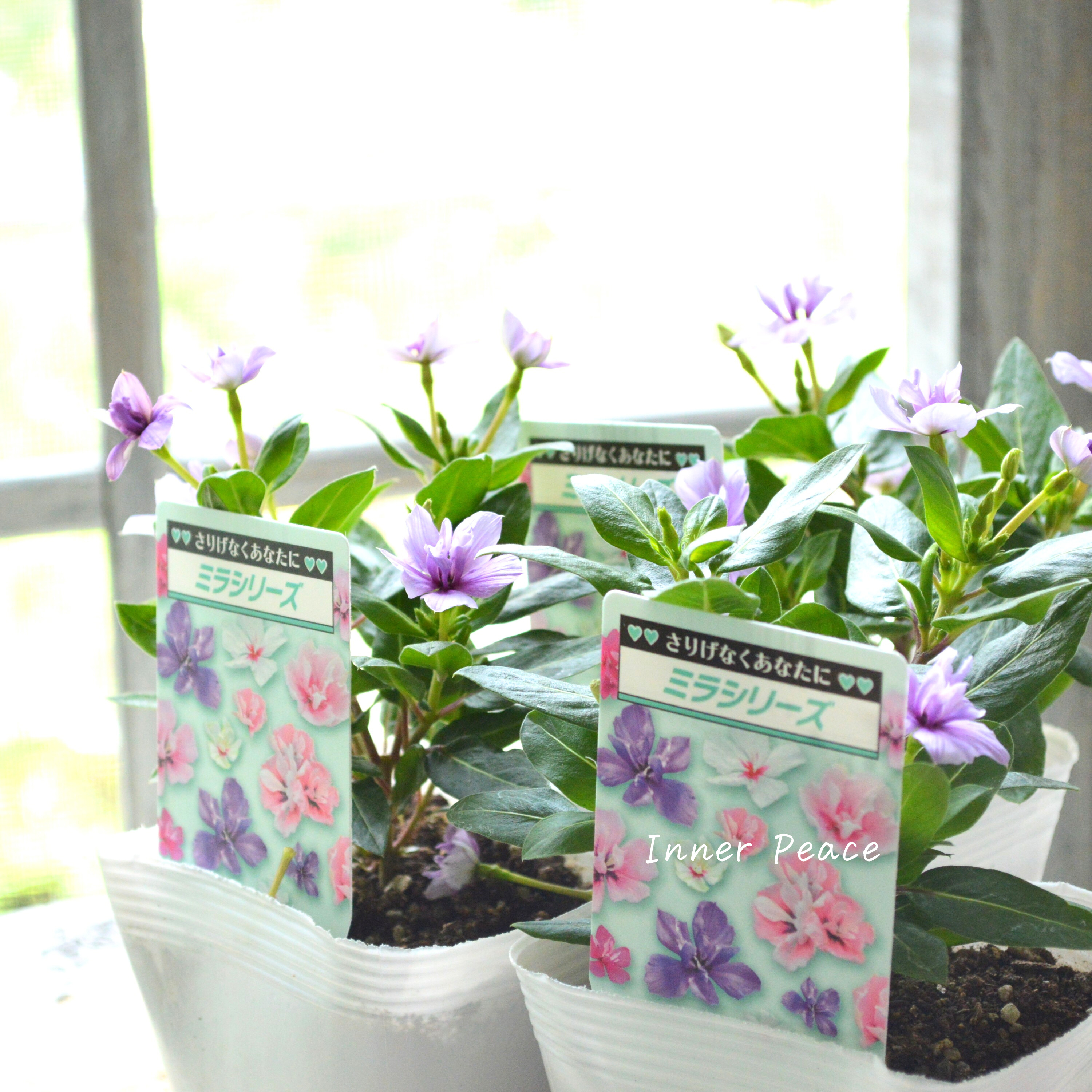 【北島園芸さん】 ニチニチソウ(八重咲き) 『ミラシリーズ・ウィスタリア』 3.5寸POT