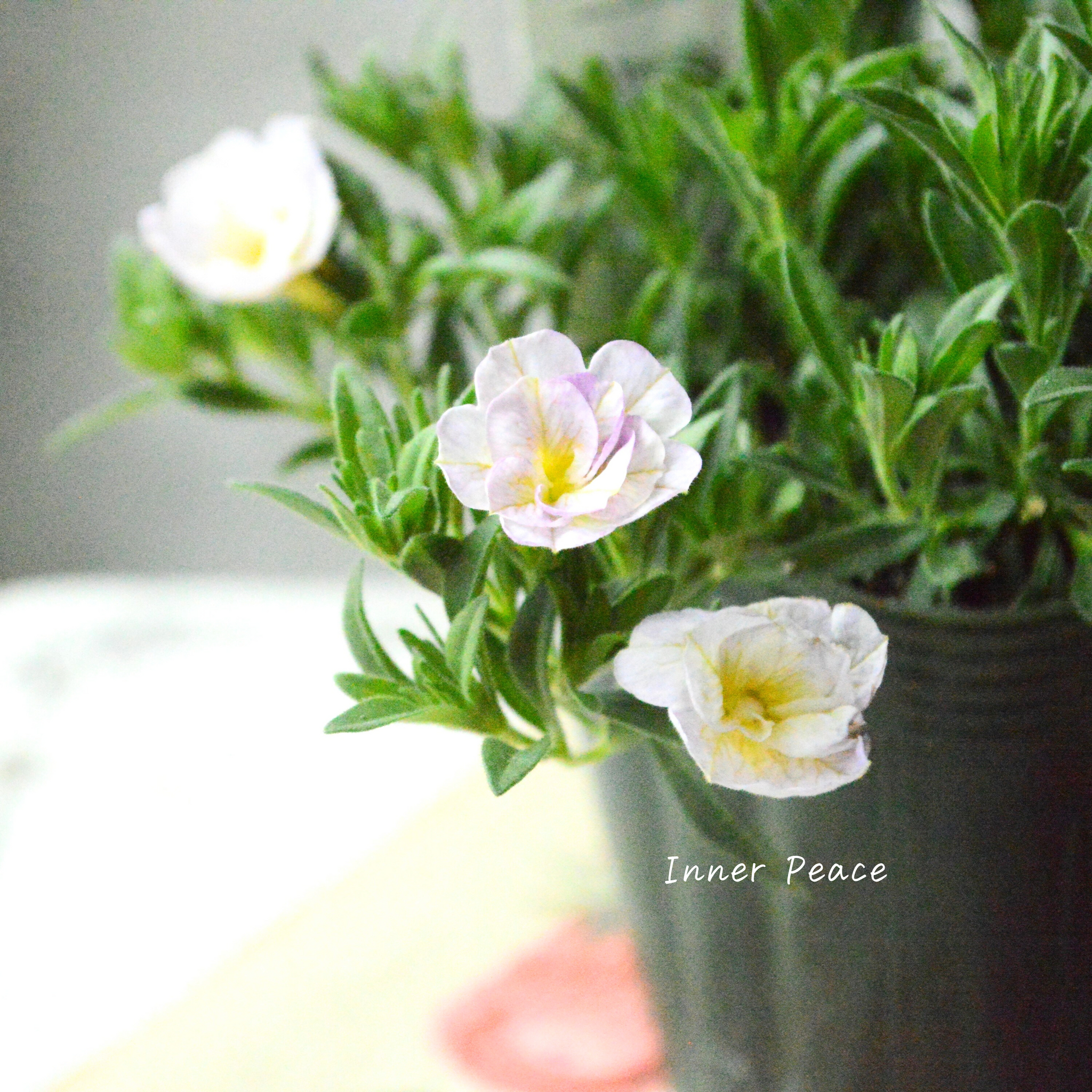 ゲブラさん】 Sale! 八重咲きカリブラコア 『17歳～セブンティーン