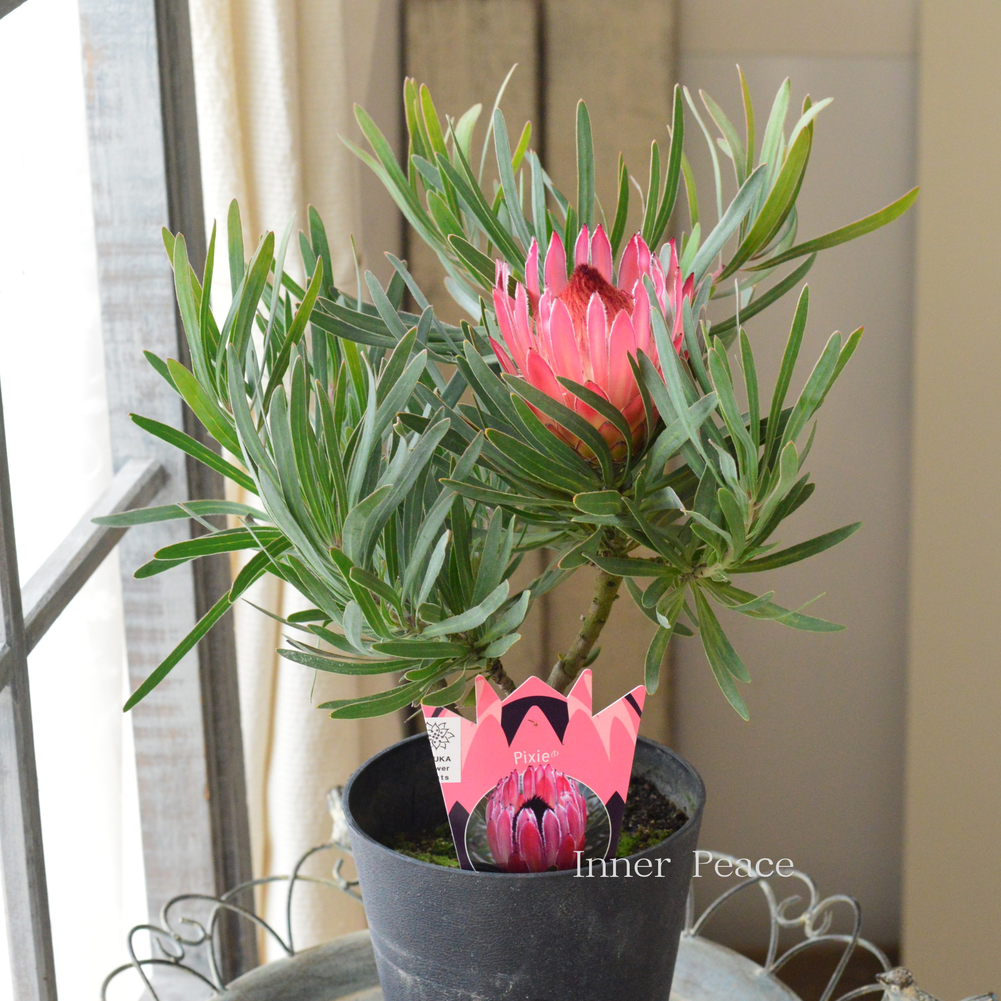 【人気】 プロテア 『ピクシー』 5号鉢