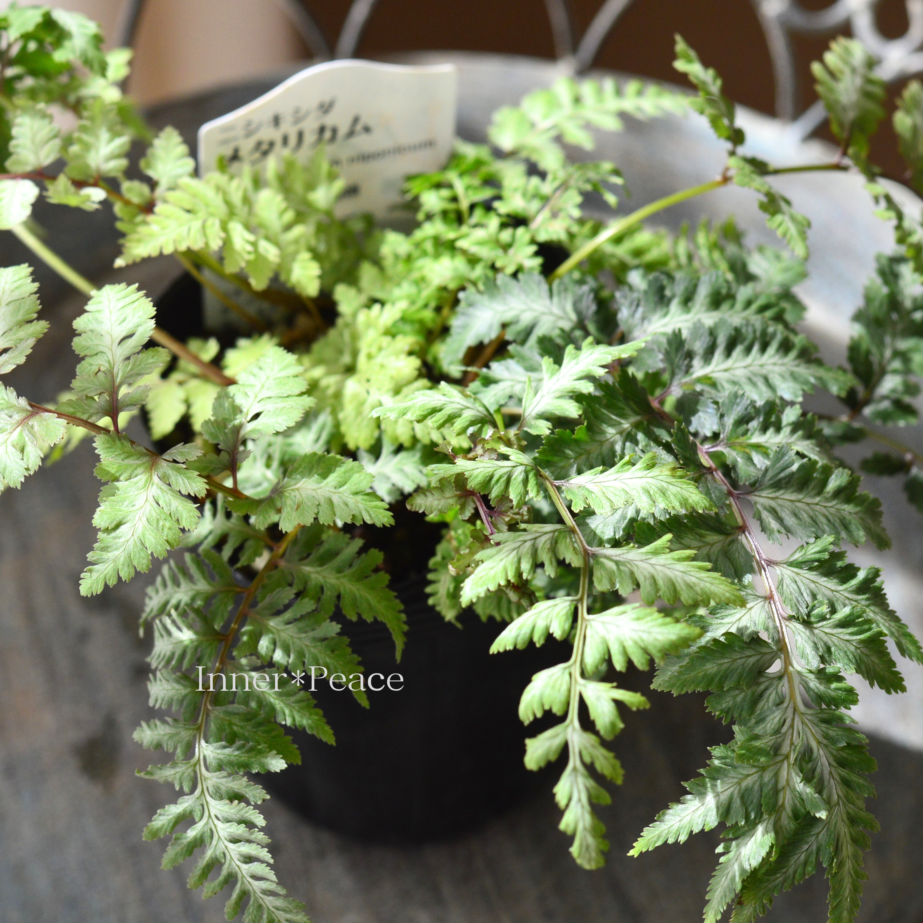 【美しい】 ニシキシダ 『メタリカム』 3寸POT