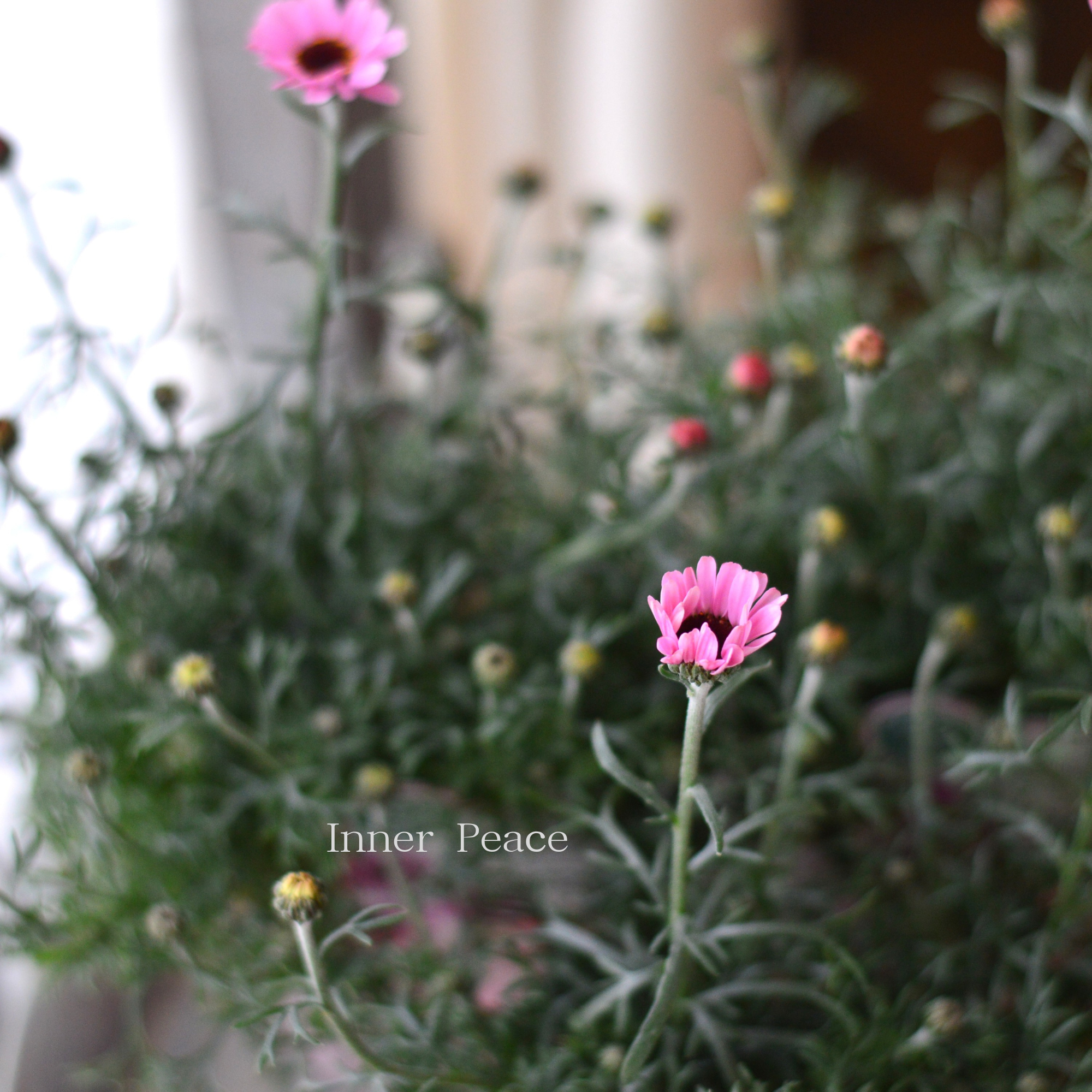 【大人かわいい】 ローダンセマム 『プチマカロン』 3.5寸POT