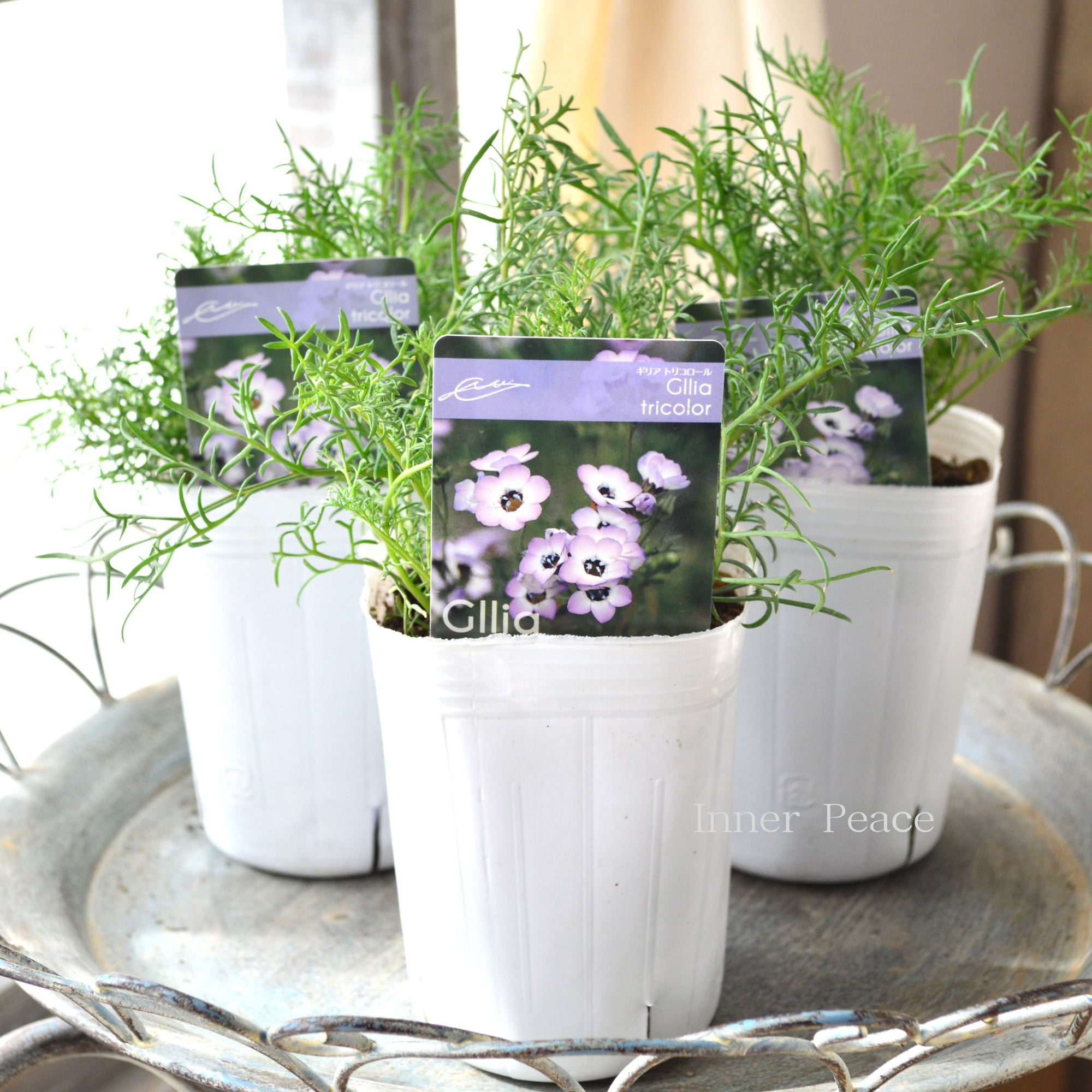 【美しい】 ギリア 『トリコロール』 植え込み用 3寸POT