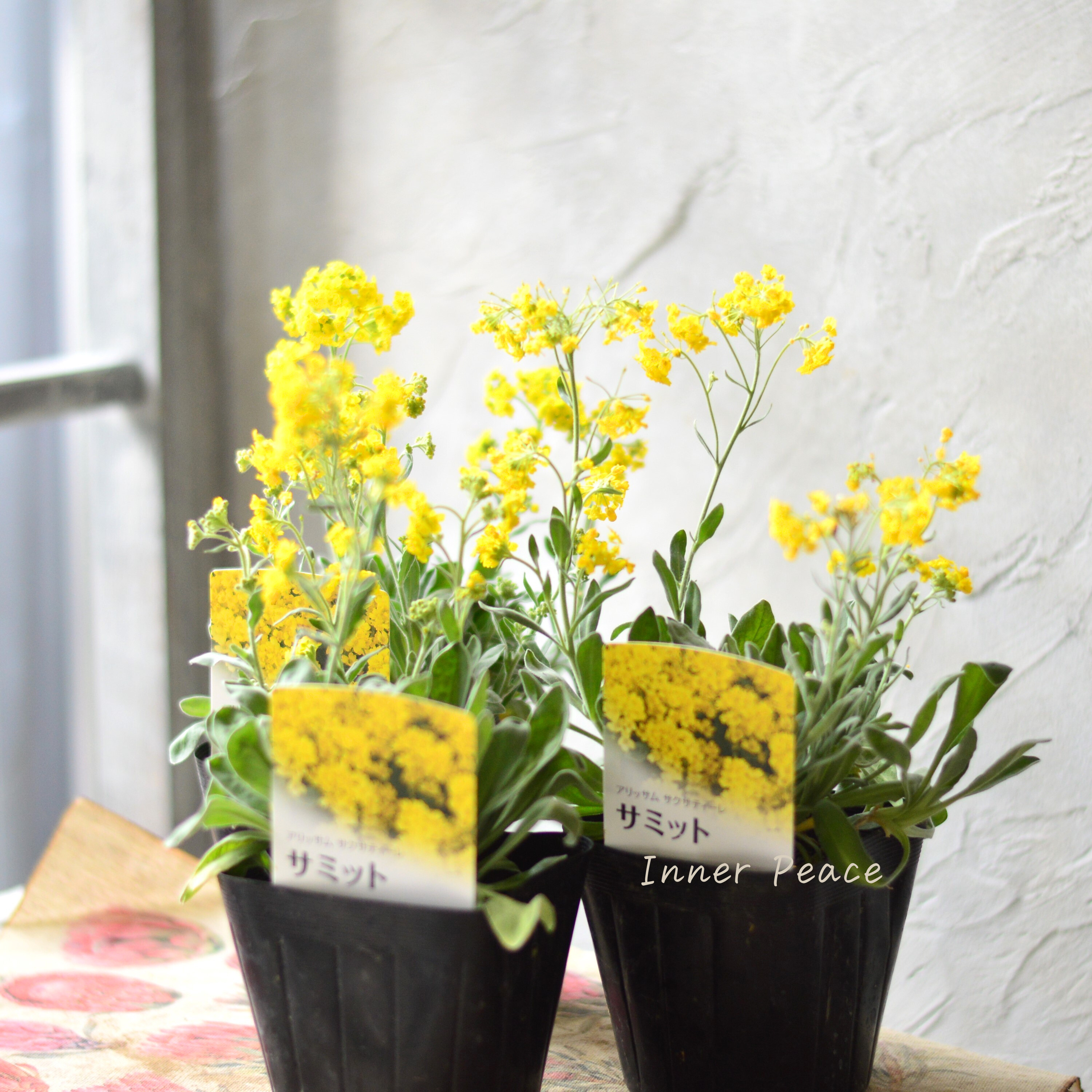 【宿根】 アリッサム サクサティーレ 『サミット』 3.5寸POT