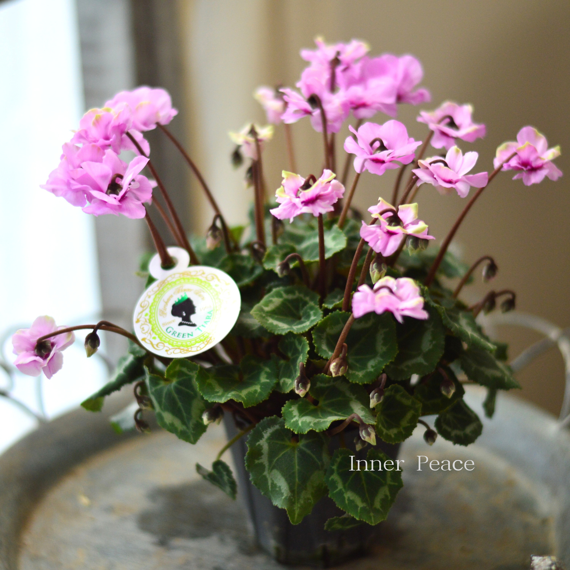 【八重咲き】 ガーデンシクラメン 『グリーンティアラ・ピンク系』 3寸硬質POT