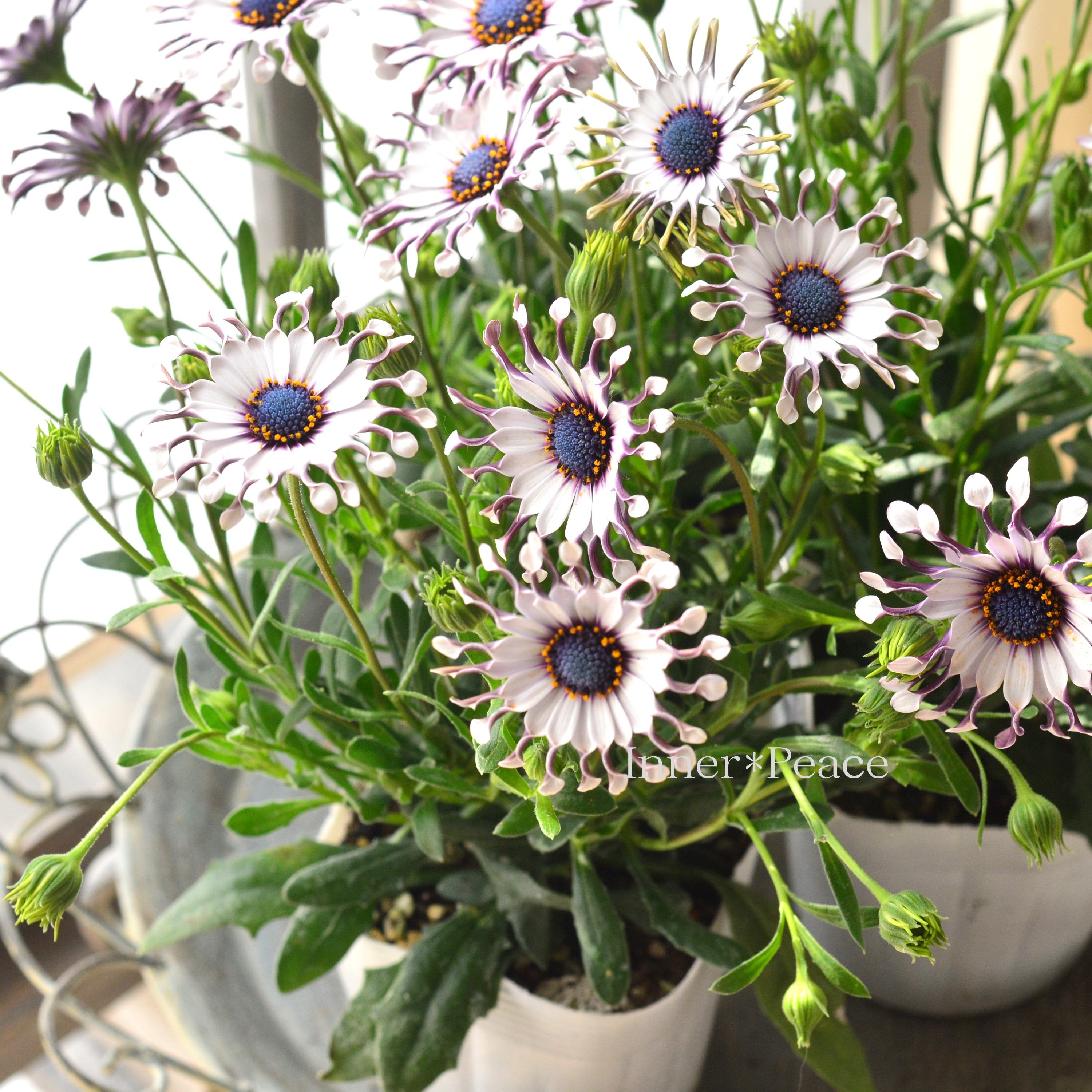 【個性的】 オステオスペルマム 『サニー・フィリップ』 3.5寸POT