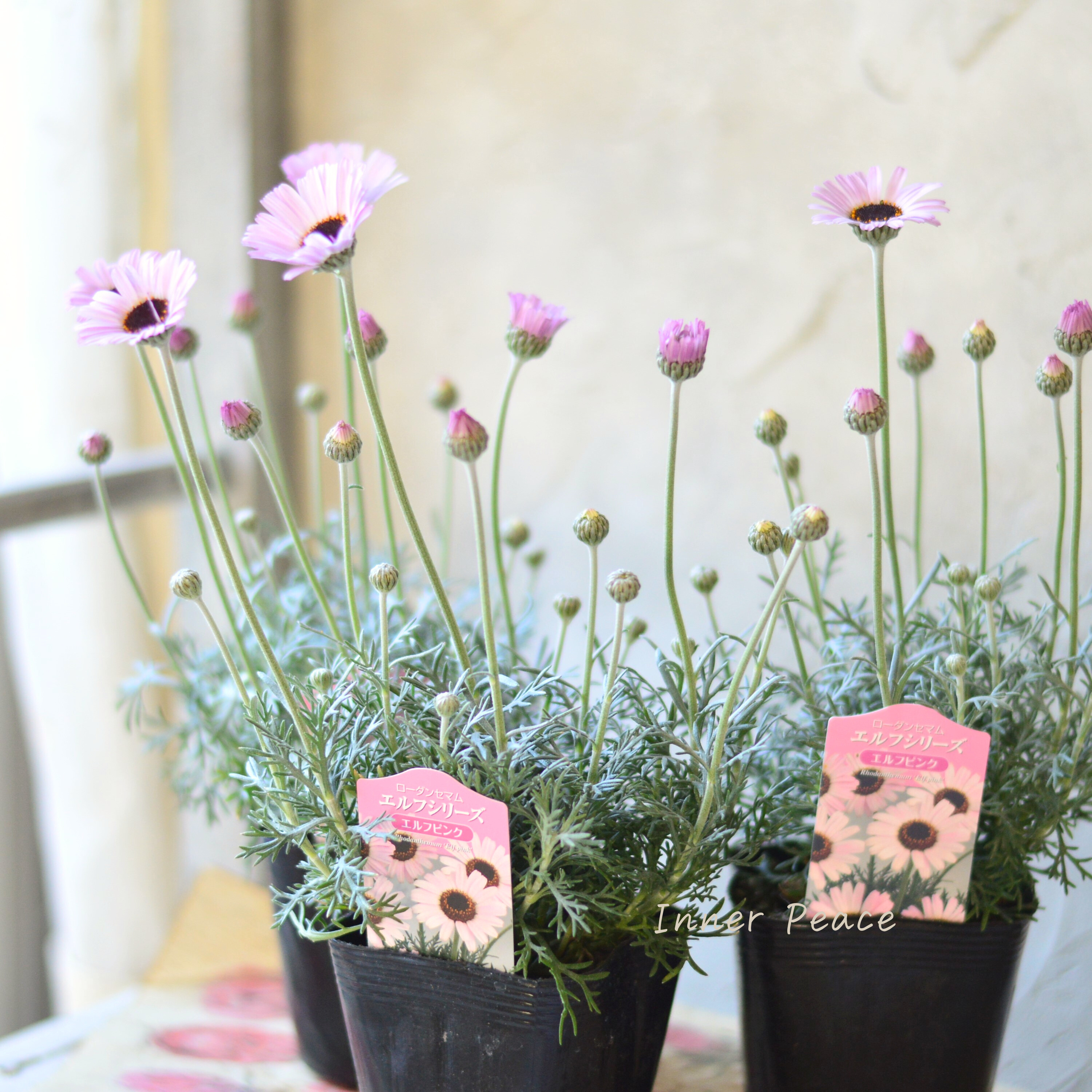 【大人かわいい】 ローダンセマム 『エルフピンク』 3.5寸ロングPOT