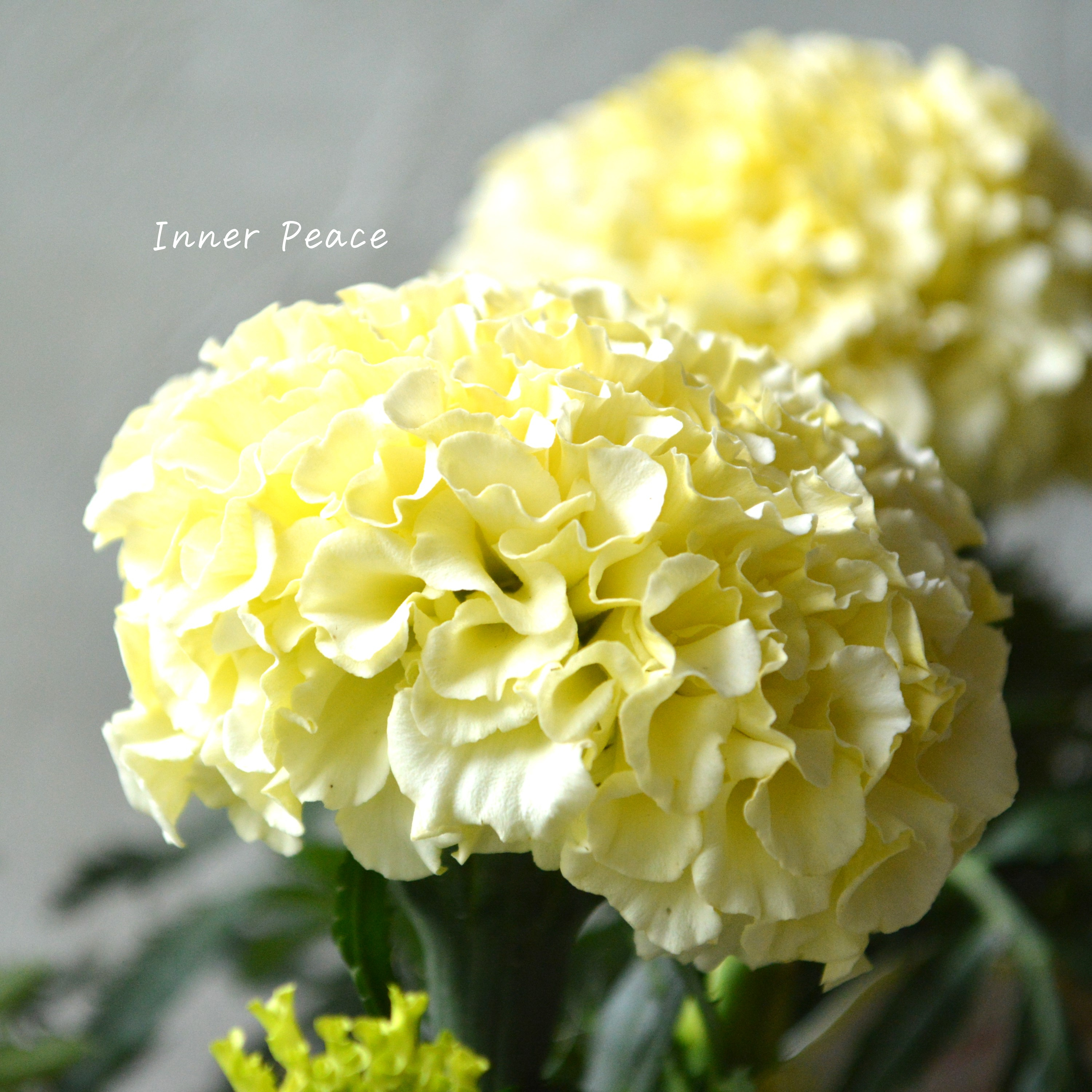 【かわいい】 マリーゴールド 『ホワイトゴールド』 3.5寸POT