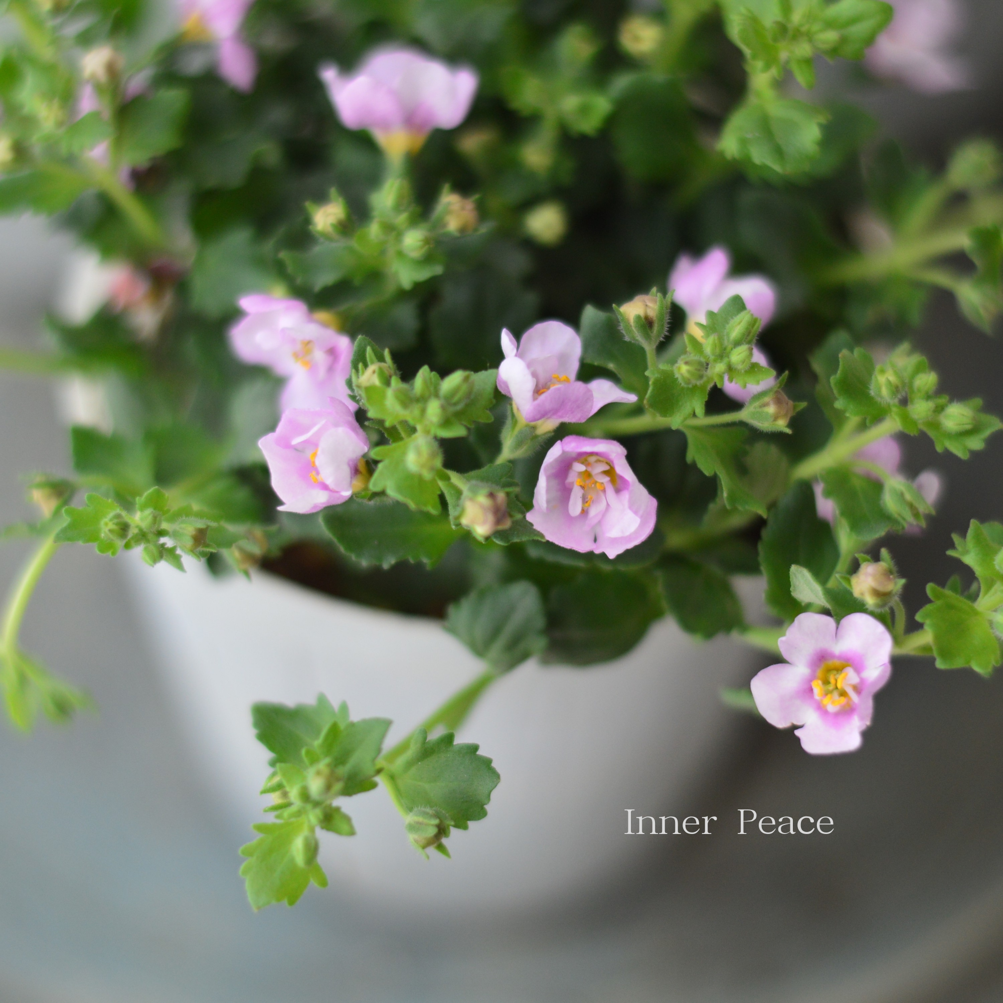 【2本植え】 バコパ 『スコピア ダブル・ピンク』 3寸ロングPOT