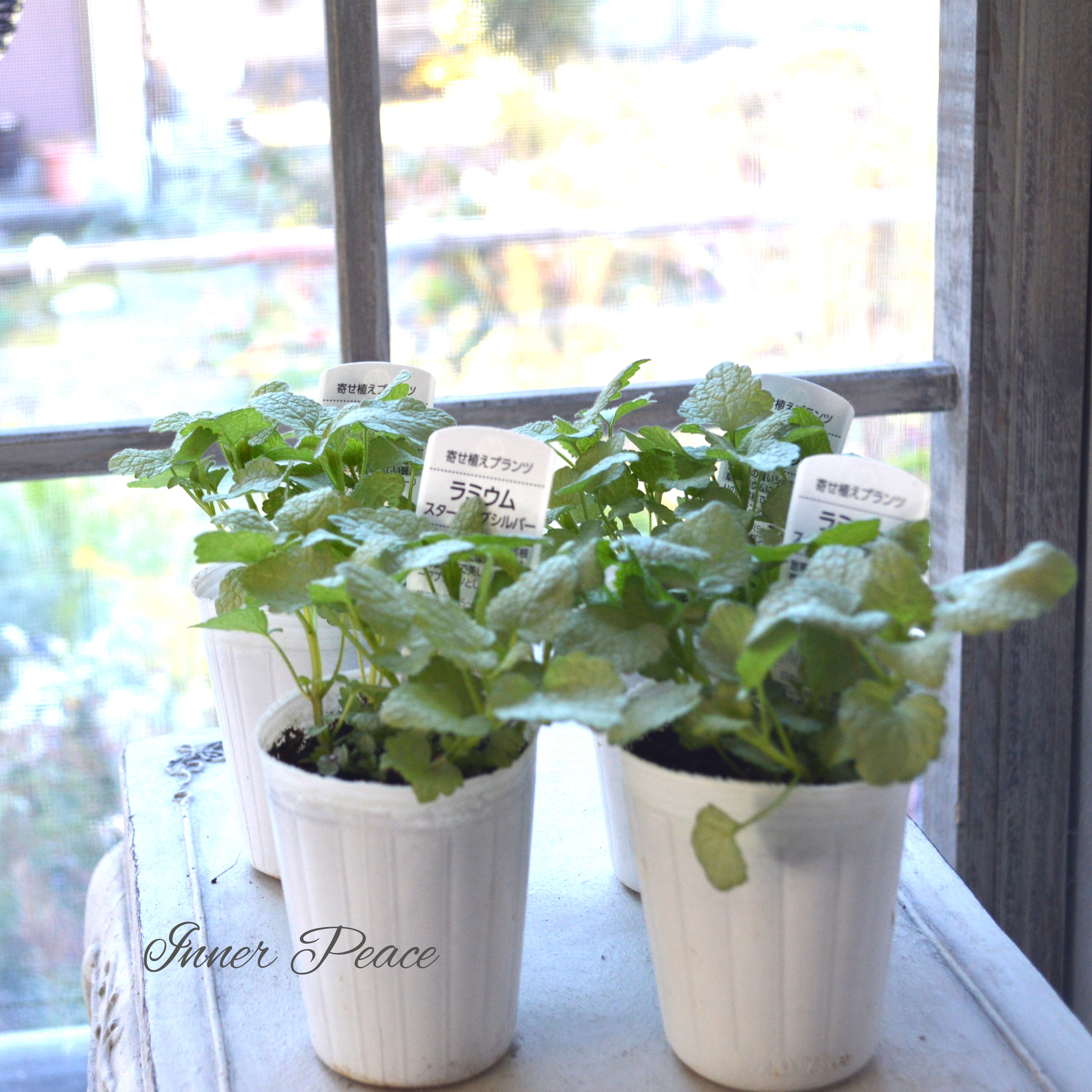 【寄せ植えに】 ラミウム 『スターリングシルバー』 2.5寸ロングPOT