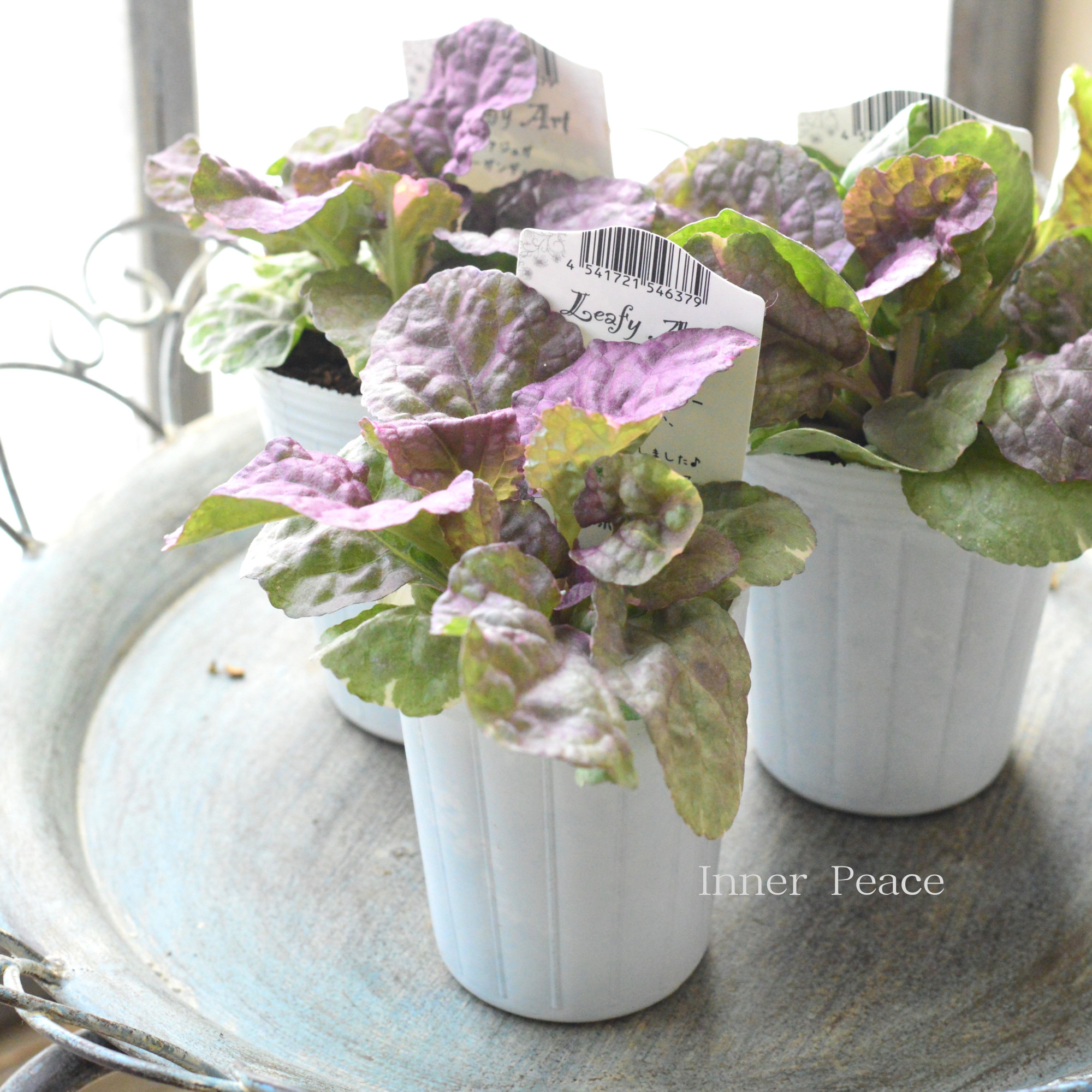 【宿根】 アジュガ 『バーガンディーグロー』 2.5寸ロングPOT