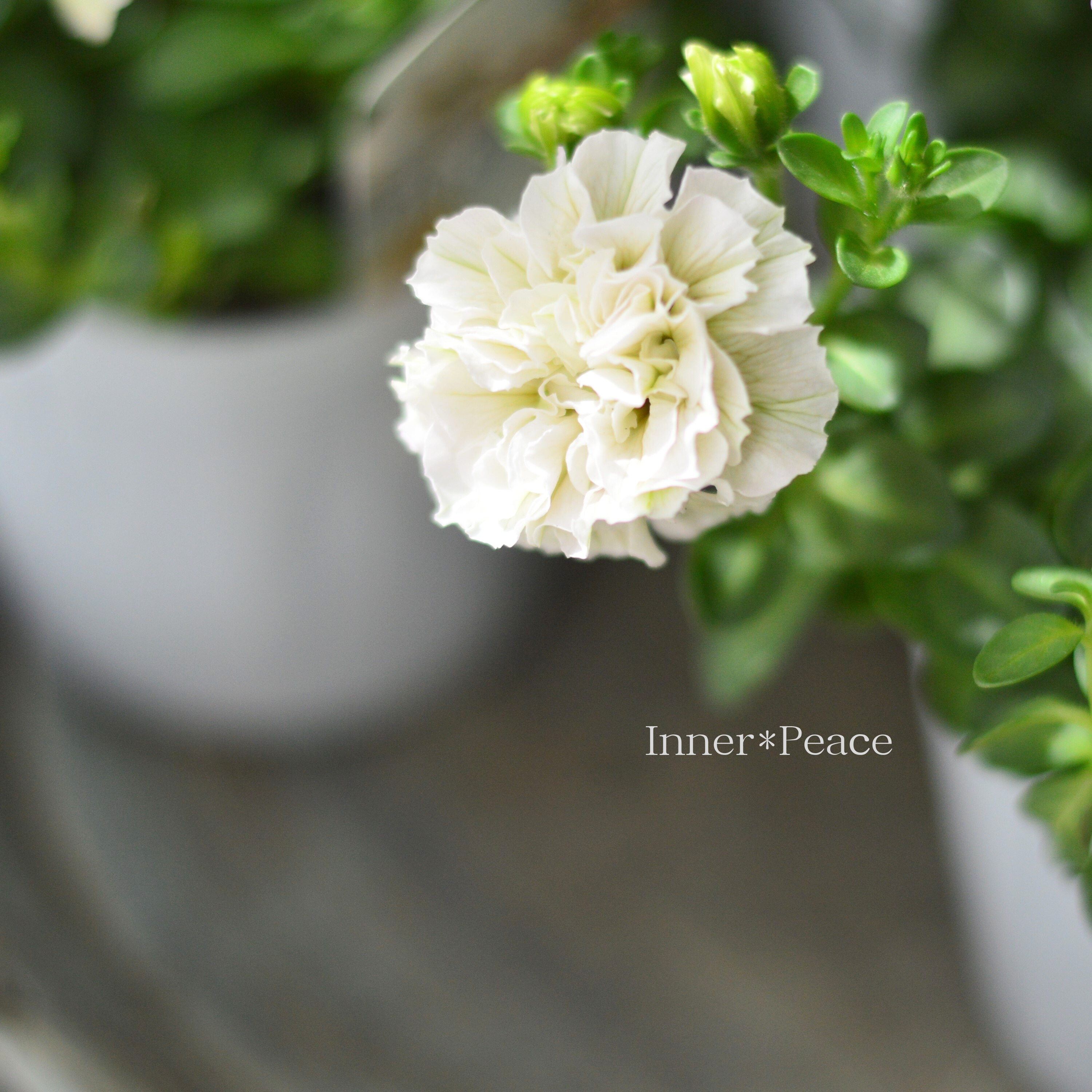 【花日和さんオリジナル】 ペチュニア 『ホイップマカロン・ミルククリーム』 3寸ロングPOT