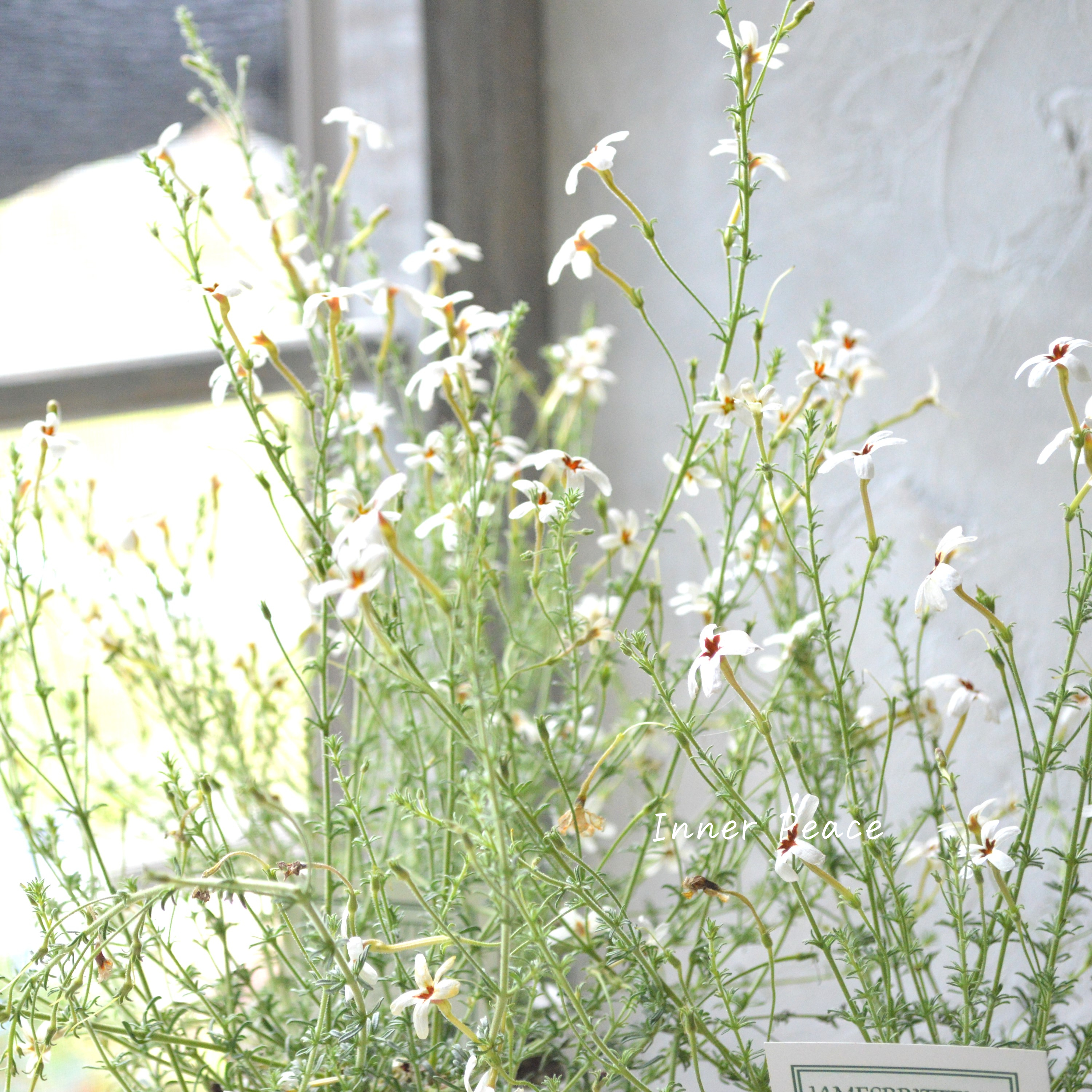 【暑さに強い】 ジャメスブリテニア 『ソフィー』 3寸POT