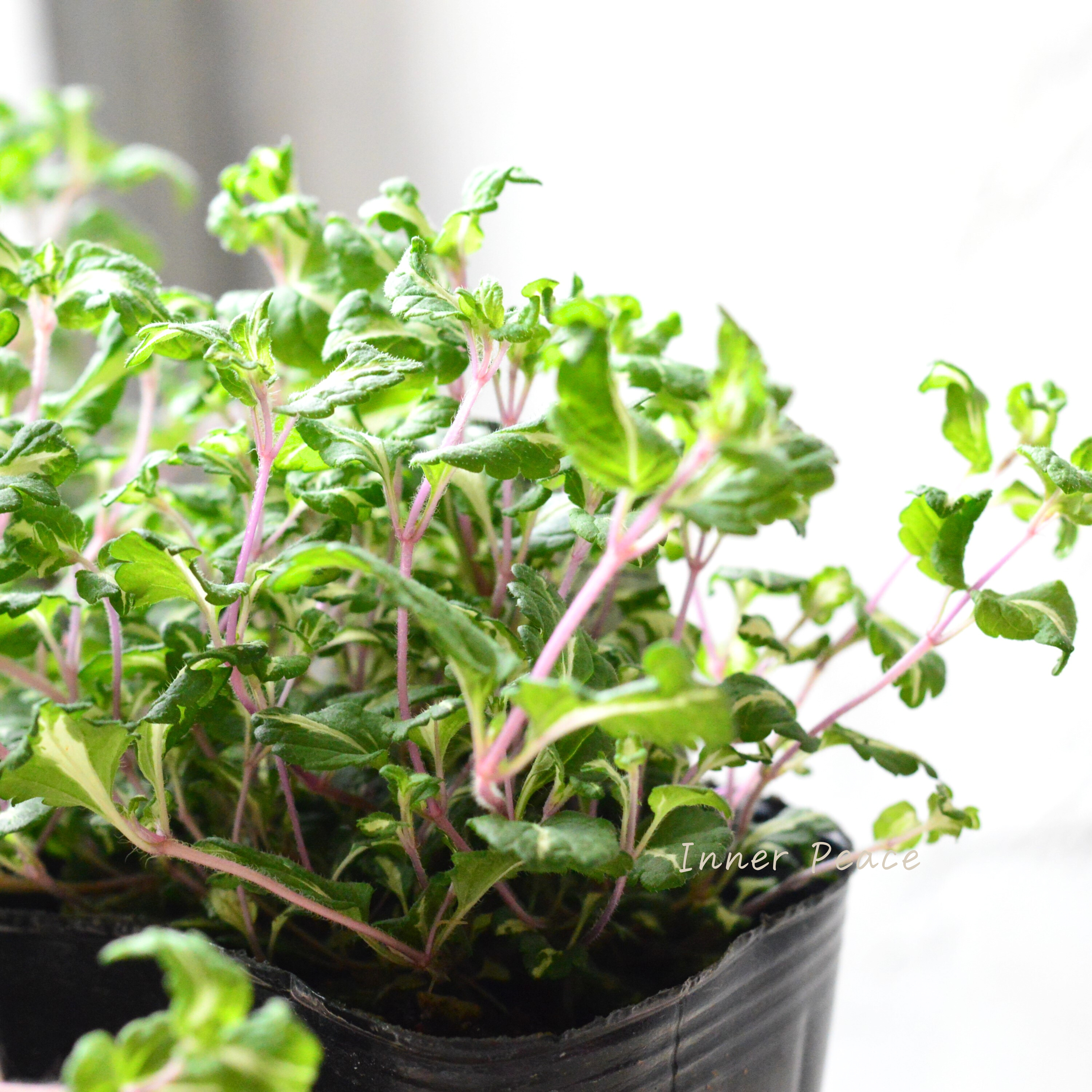 【斑入り】 ベロニカ 『ミッフィーブルート』 2.5~3寸POT