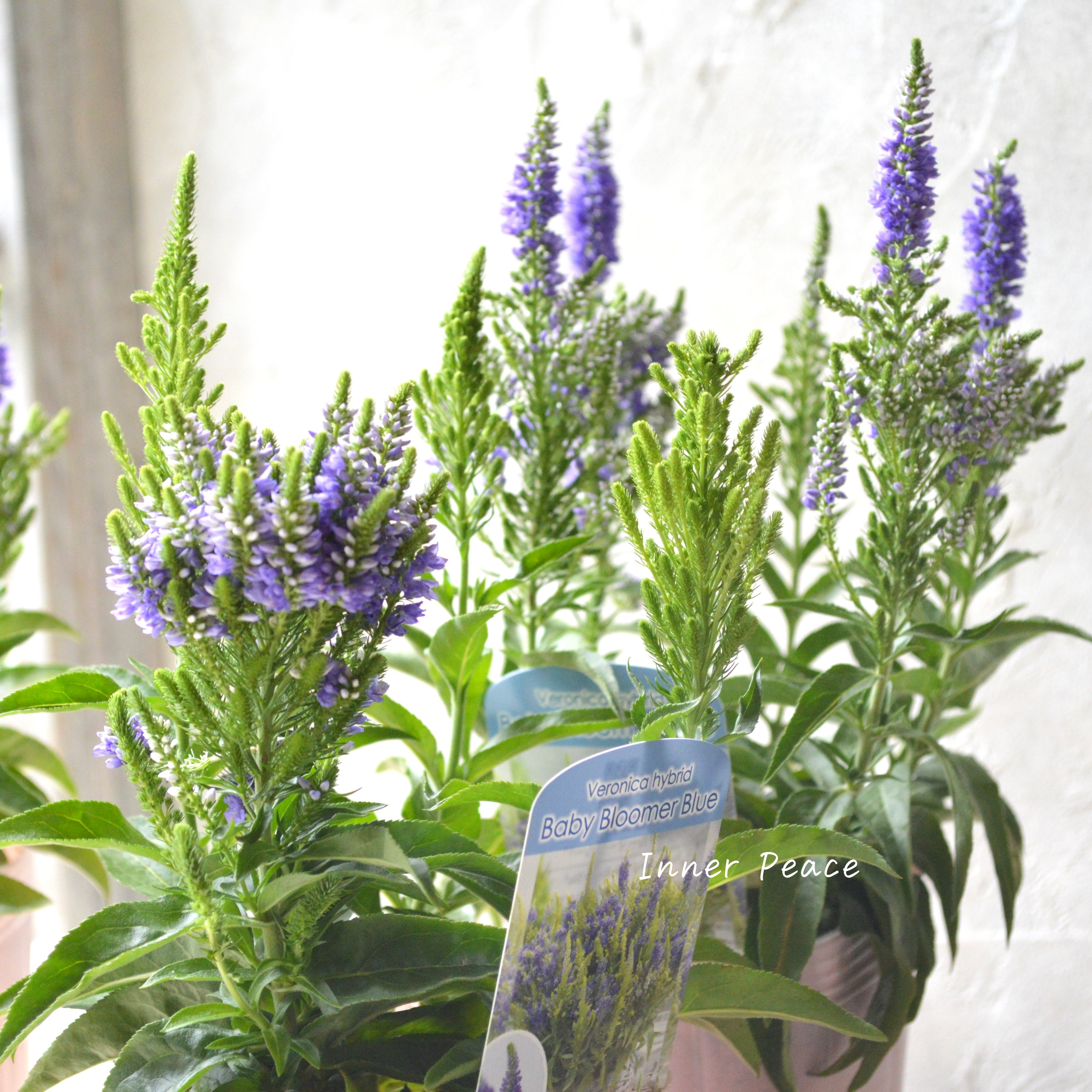 Sale! 【宿根】 ベロニカ 『ベビー ブルーマー ブルー』 3寸POT
