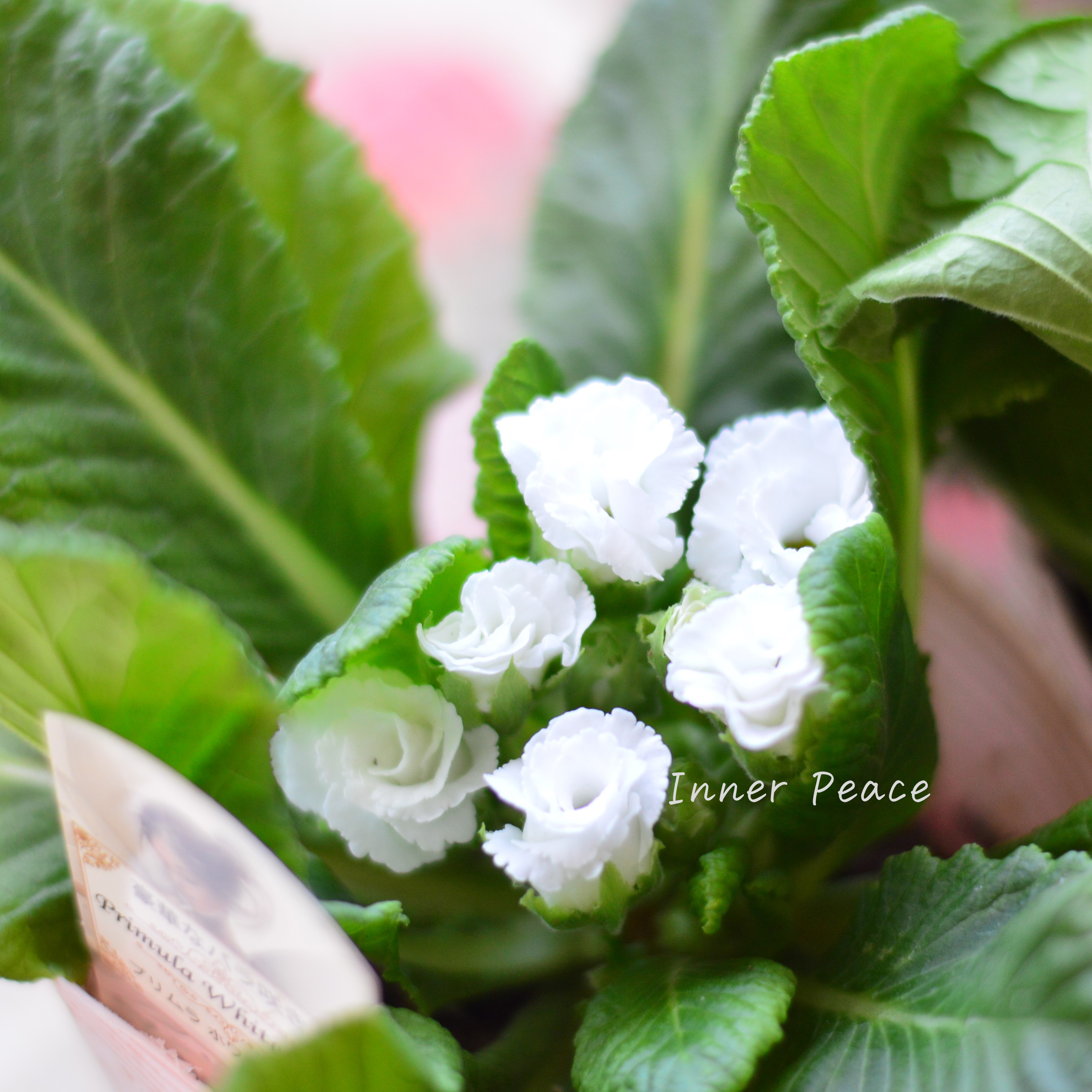 【美しい】 プリムラ・ジュリアン 『ホワイトドレス』 3.5寸POT