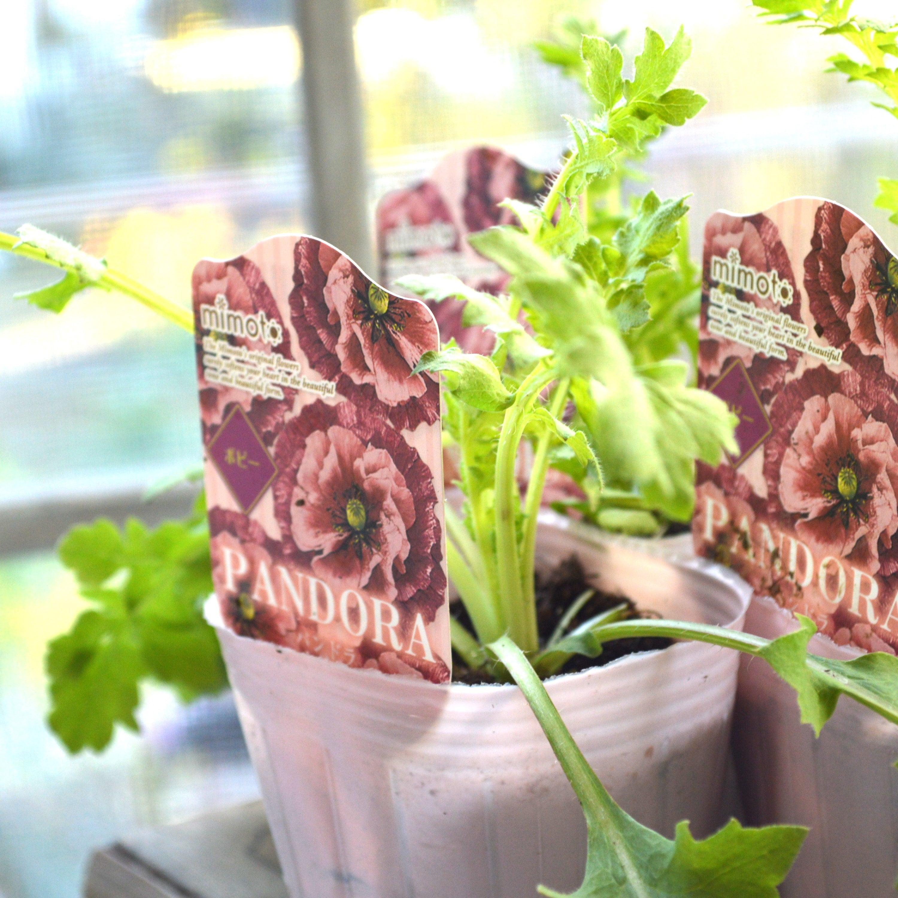 【希少】 ポピー 『パンドラ』 植え込み用 3寸POT